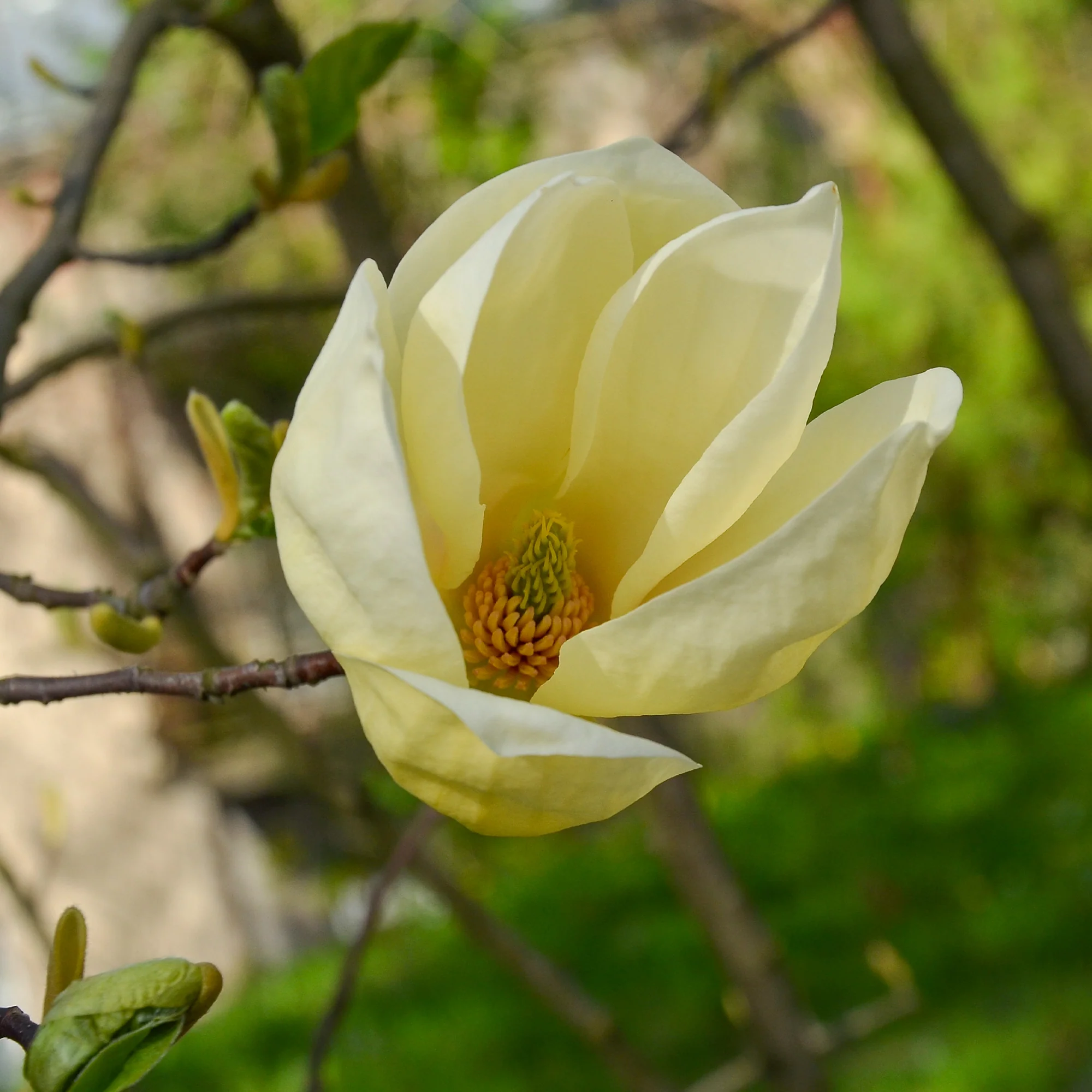 Magnolia Yellow Lantern - Image 5