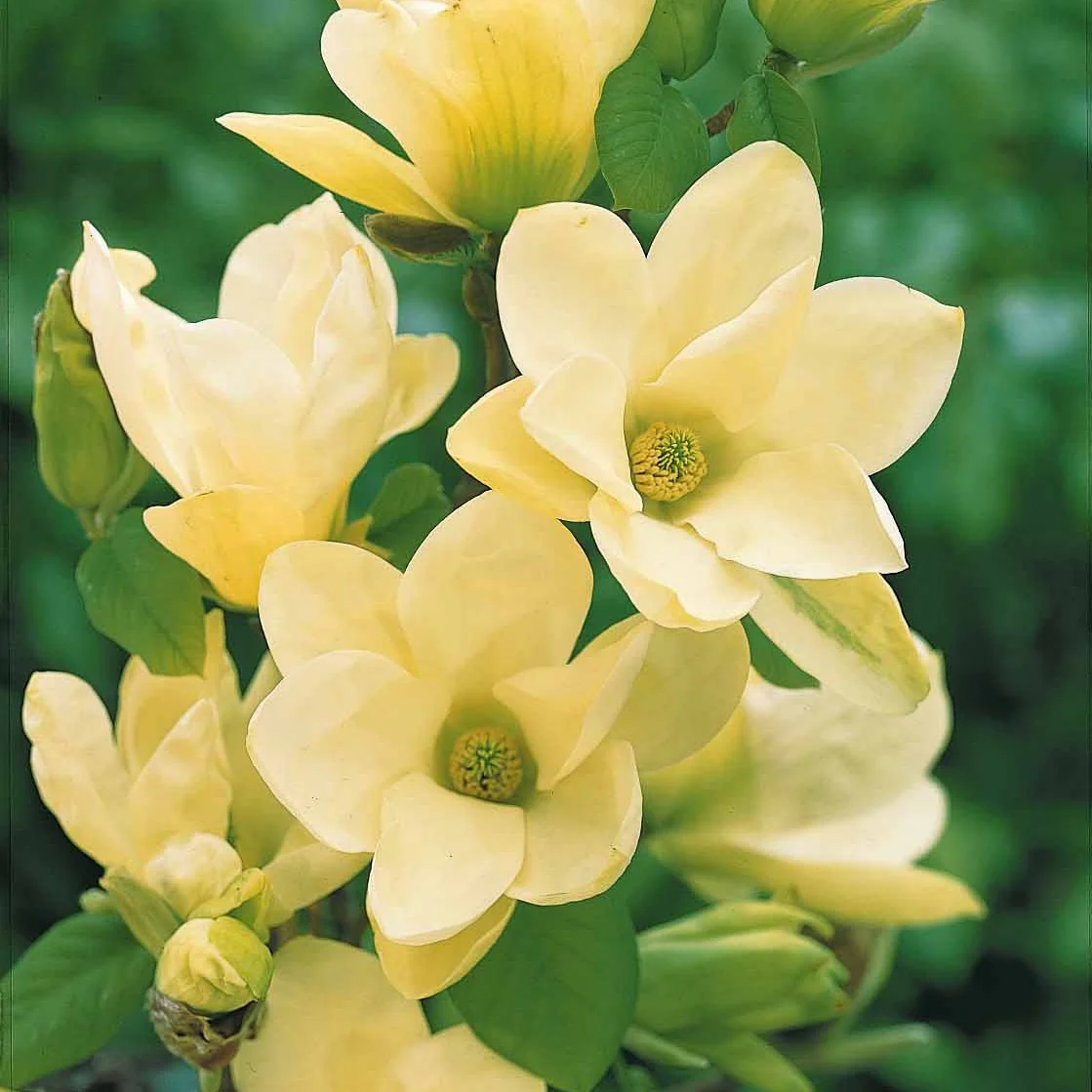 Magnolia Yellow Lantern - Image 6