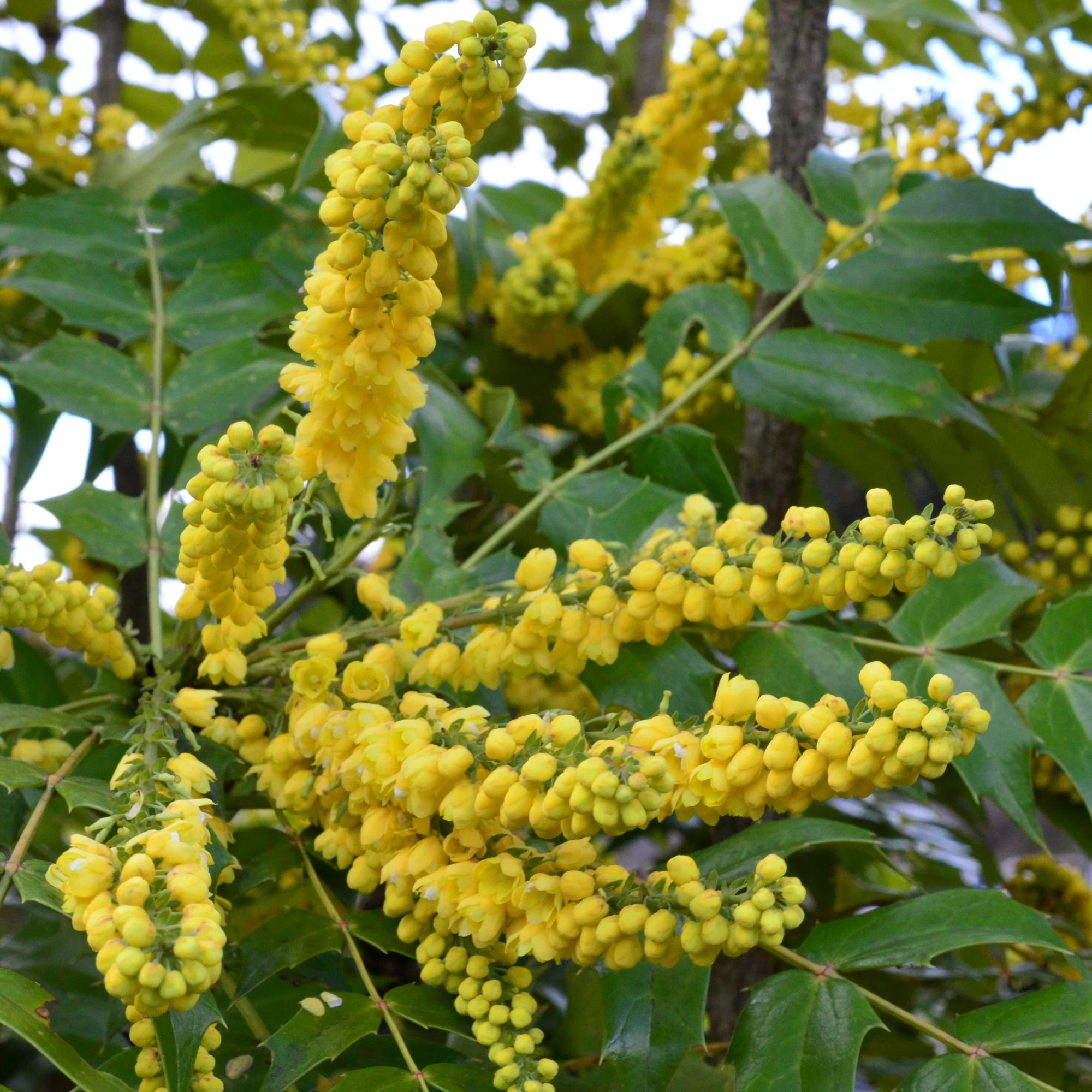 Mahonia Charity - Image 2