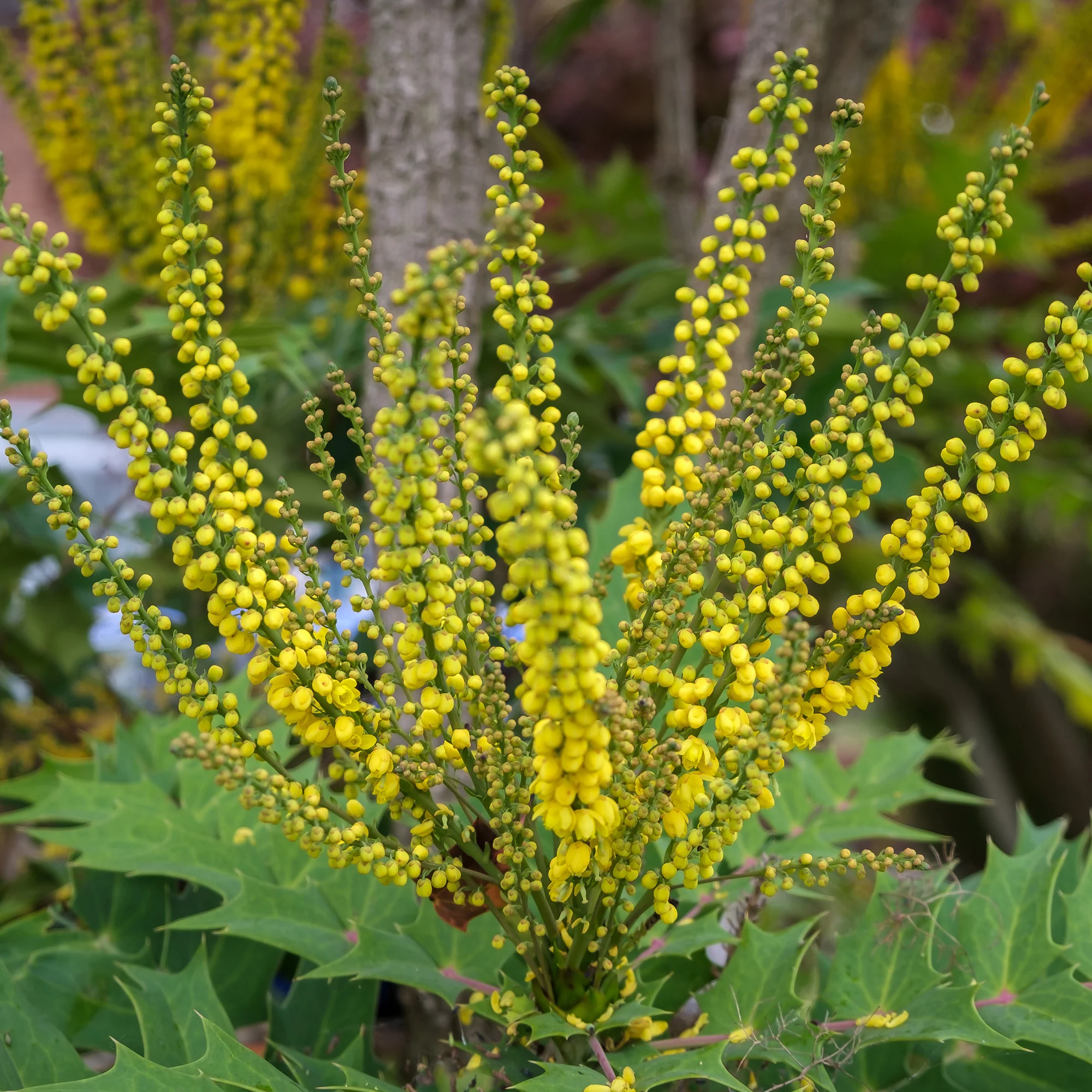 Mahonia Charity - Image 3
