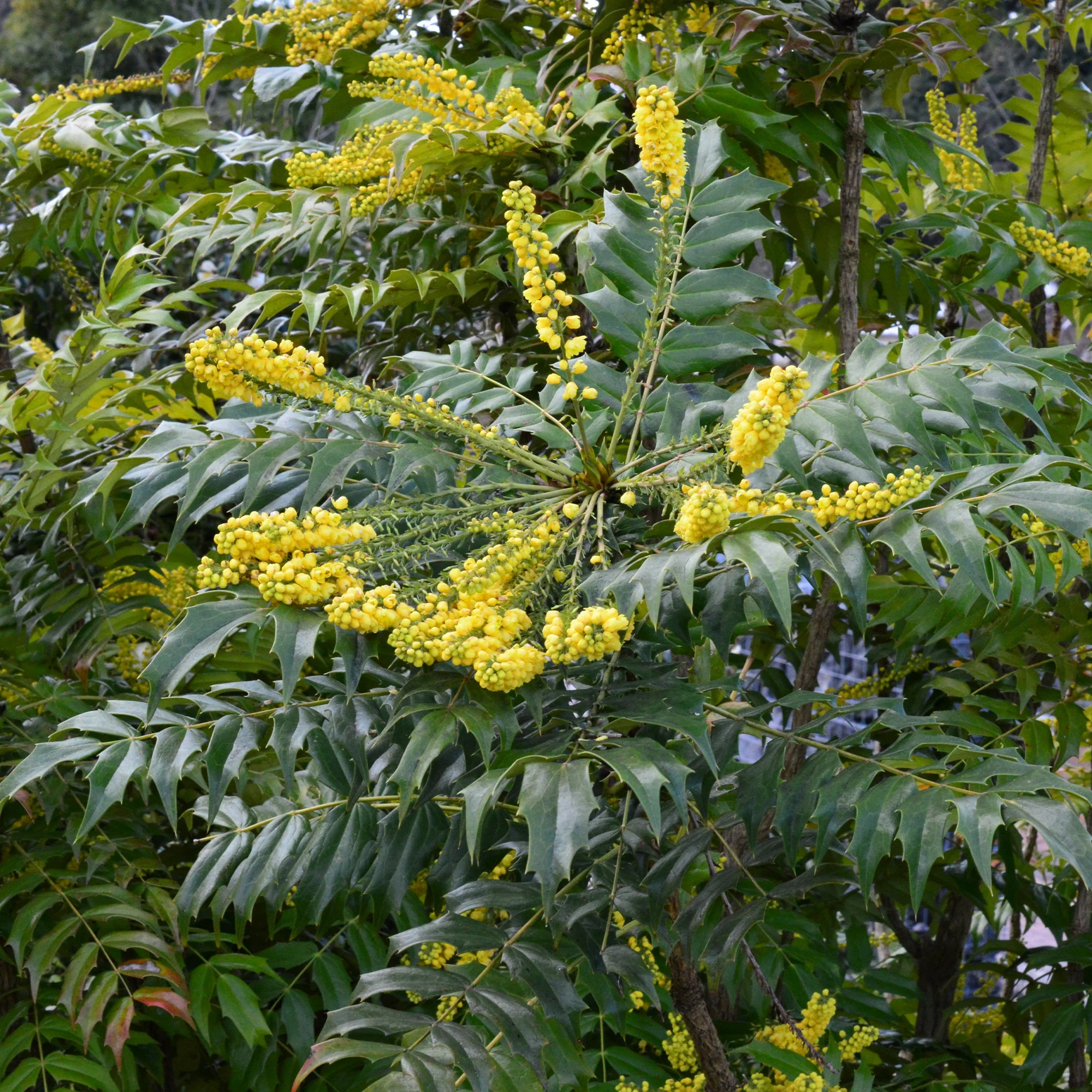 Mahonia Charity - Image 4
