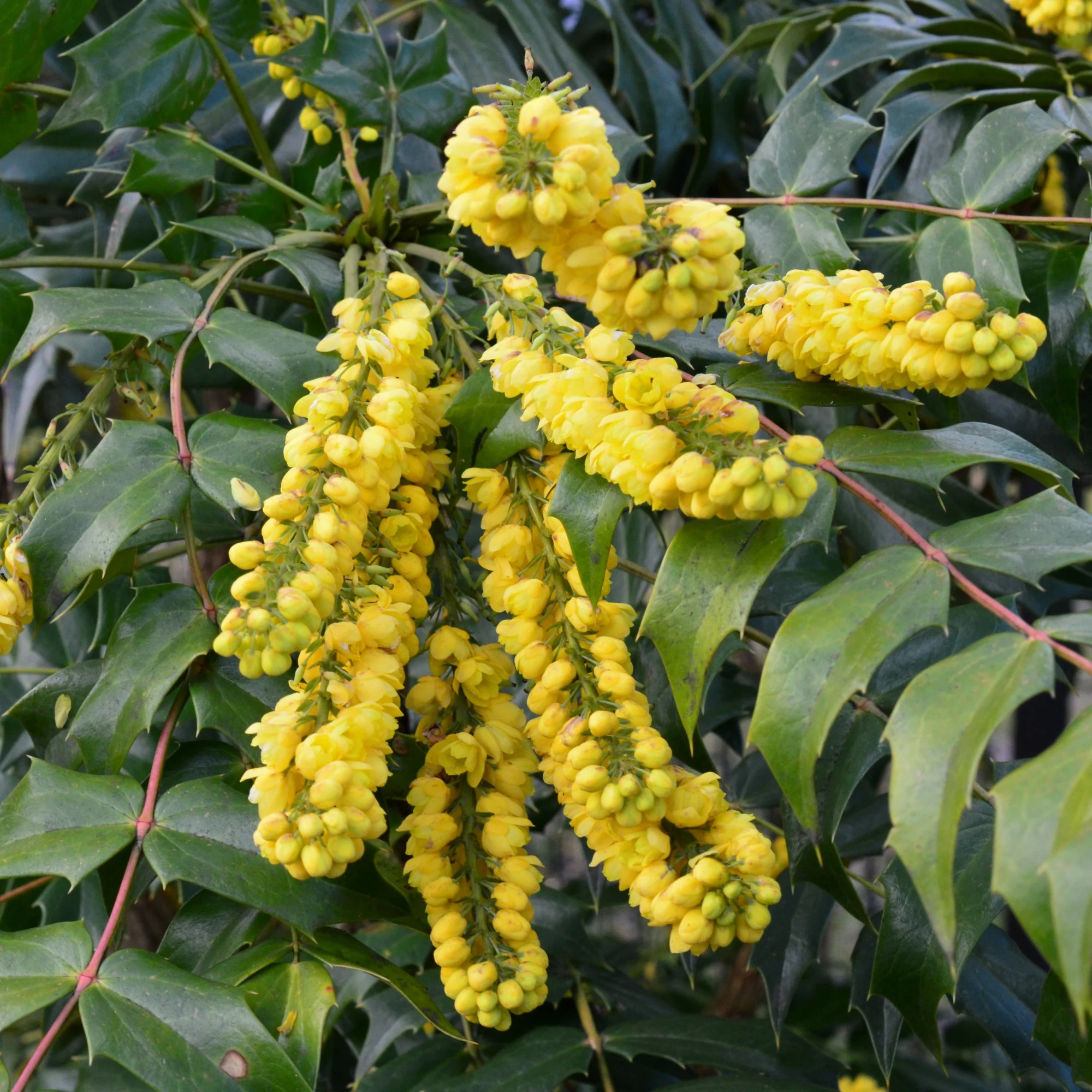 Mahonia Charity sur tige - Image 3