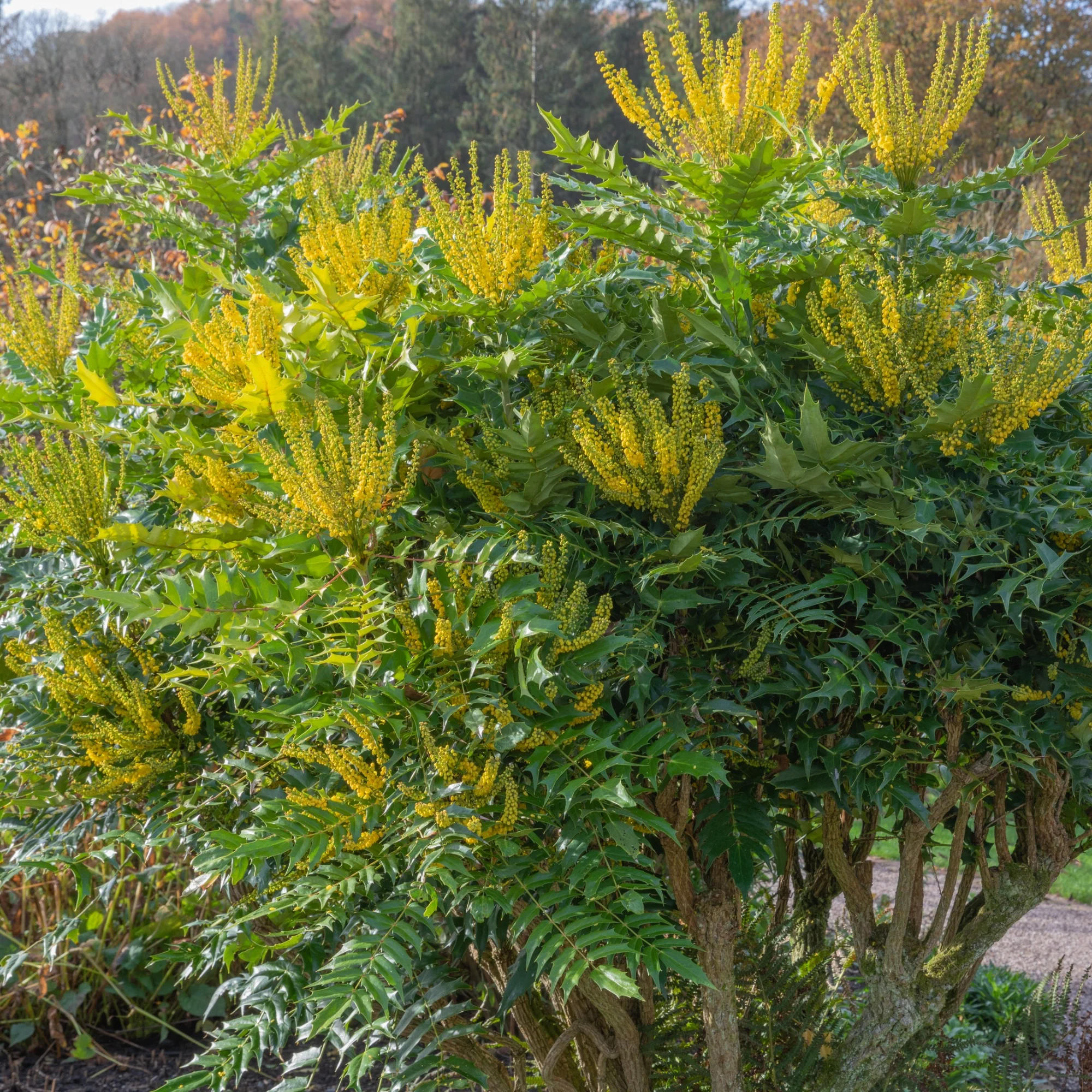 Mahonia media Winter Sun - Image 2