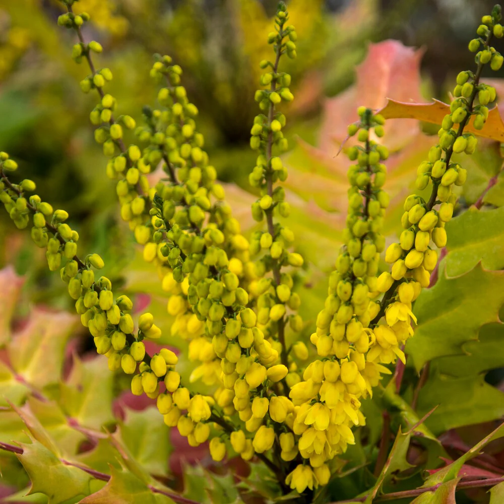 Mahonia media Winter Sun - Image 3