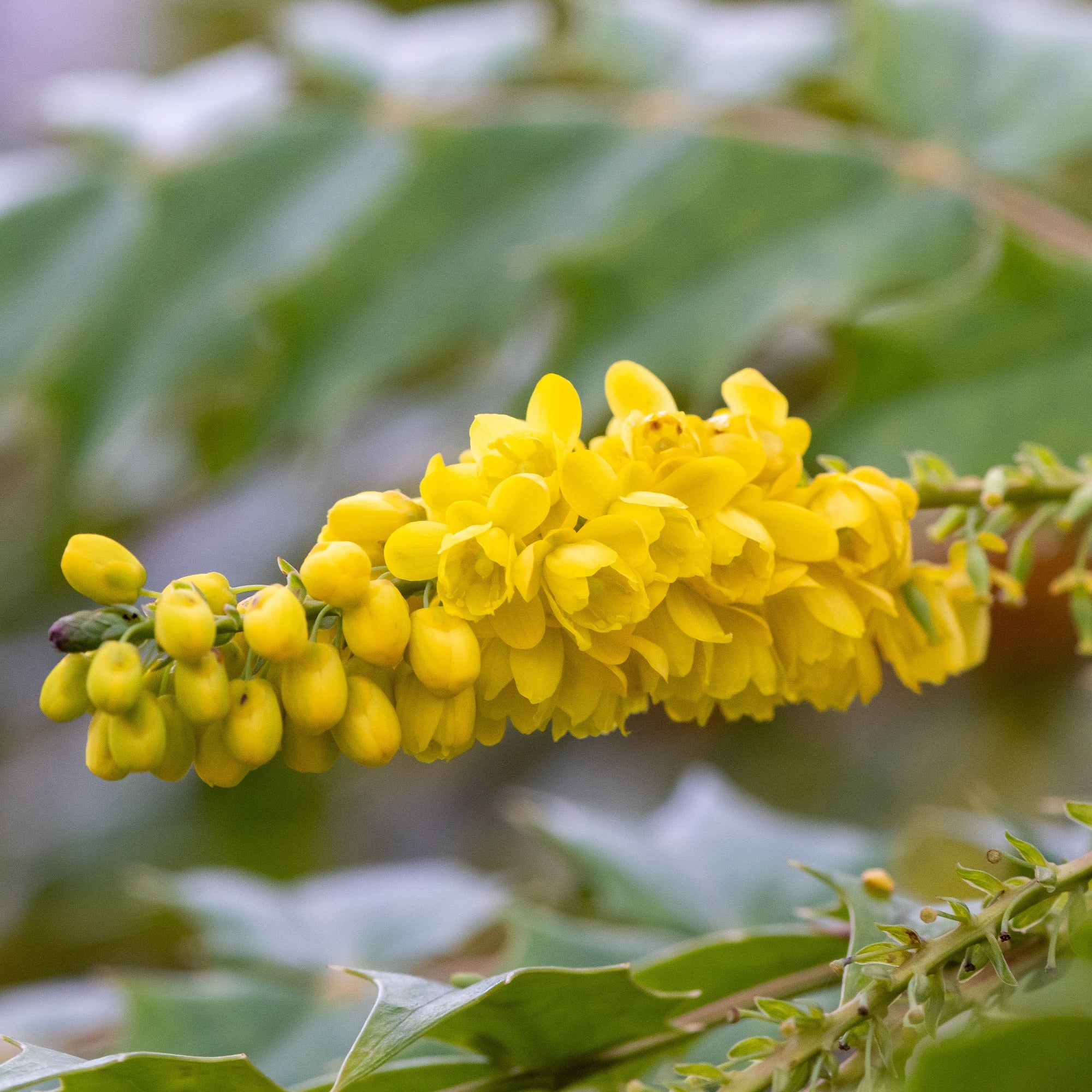 Mahonia media Winter Sun - Image 4
