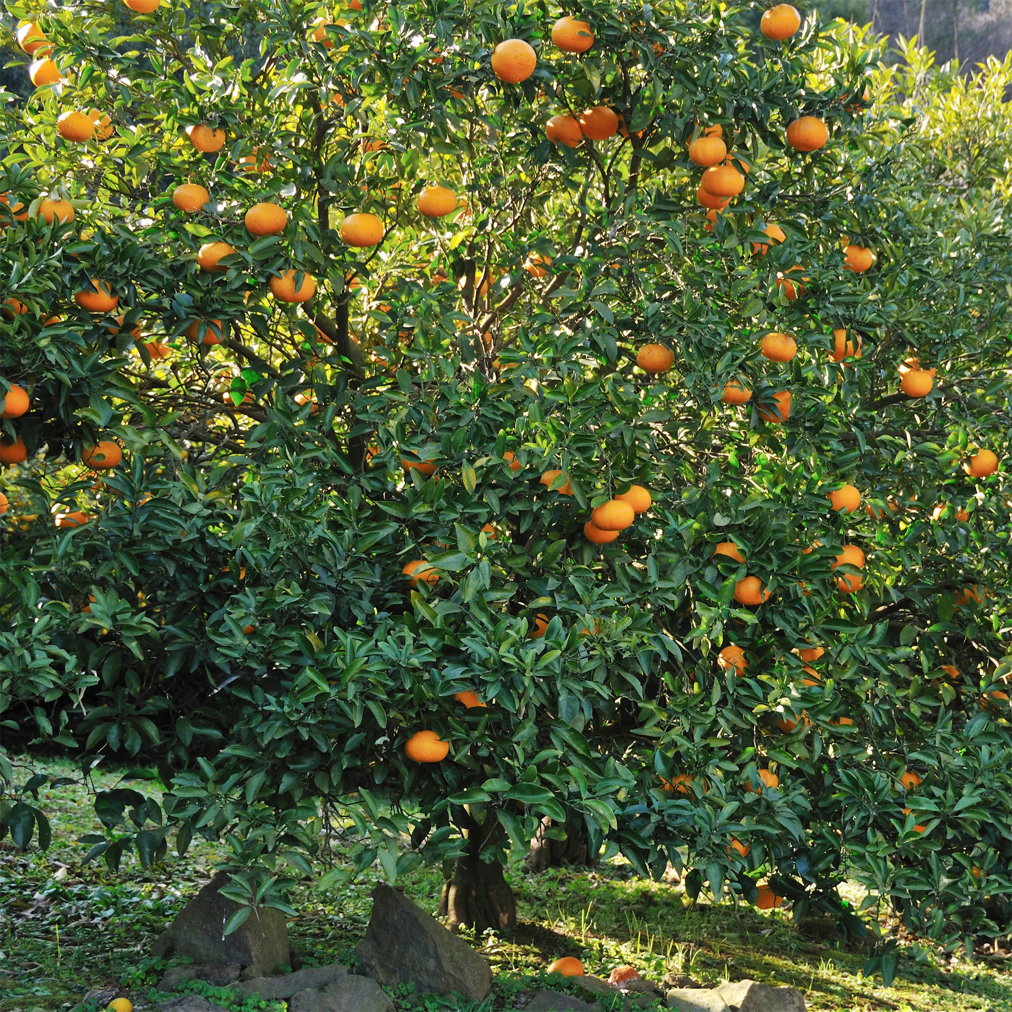 Mandarinier - Image 4