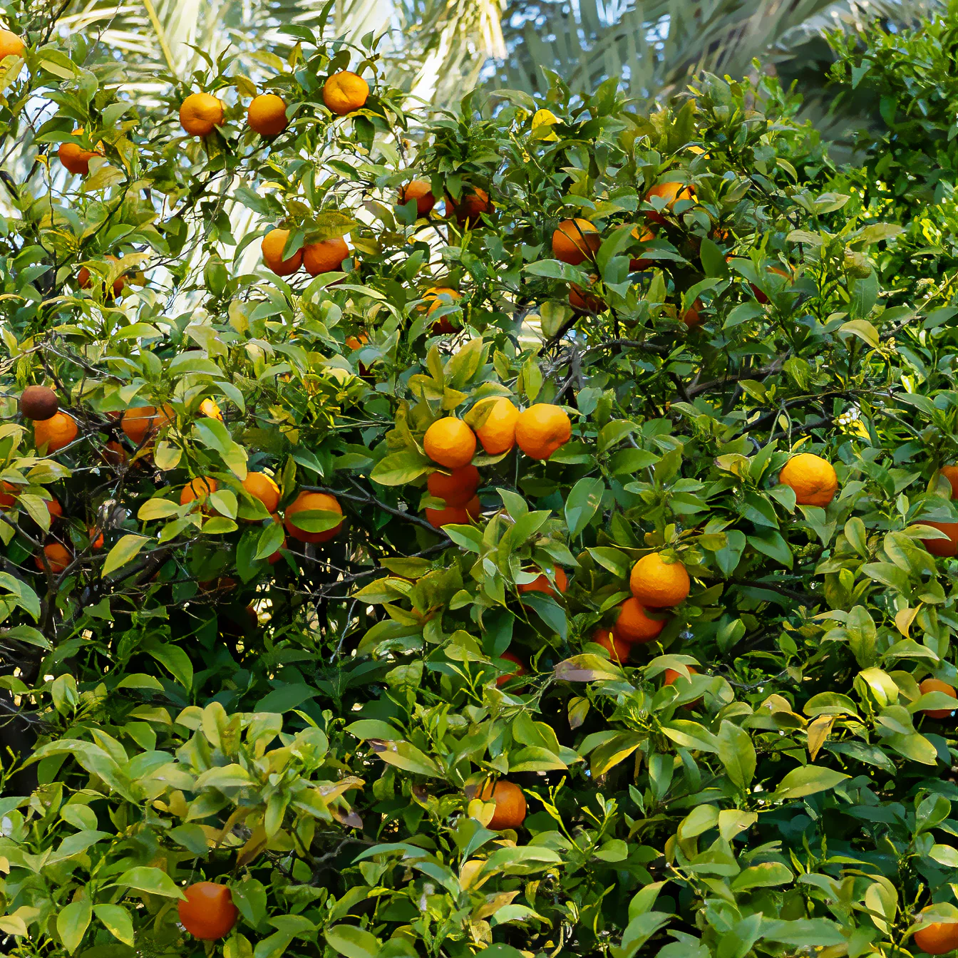 Mandarinier - Image 7