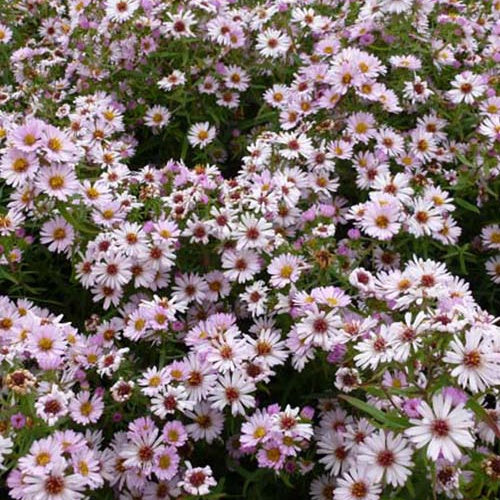 Marguerite d'automne Kylie