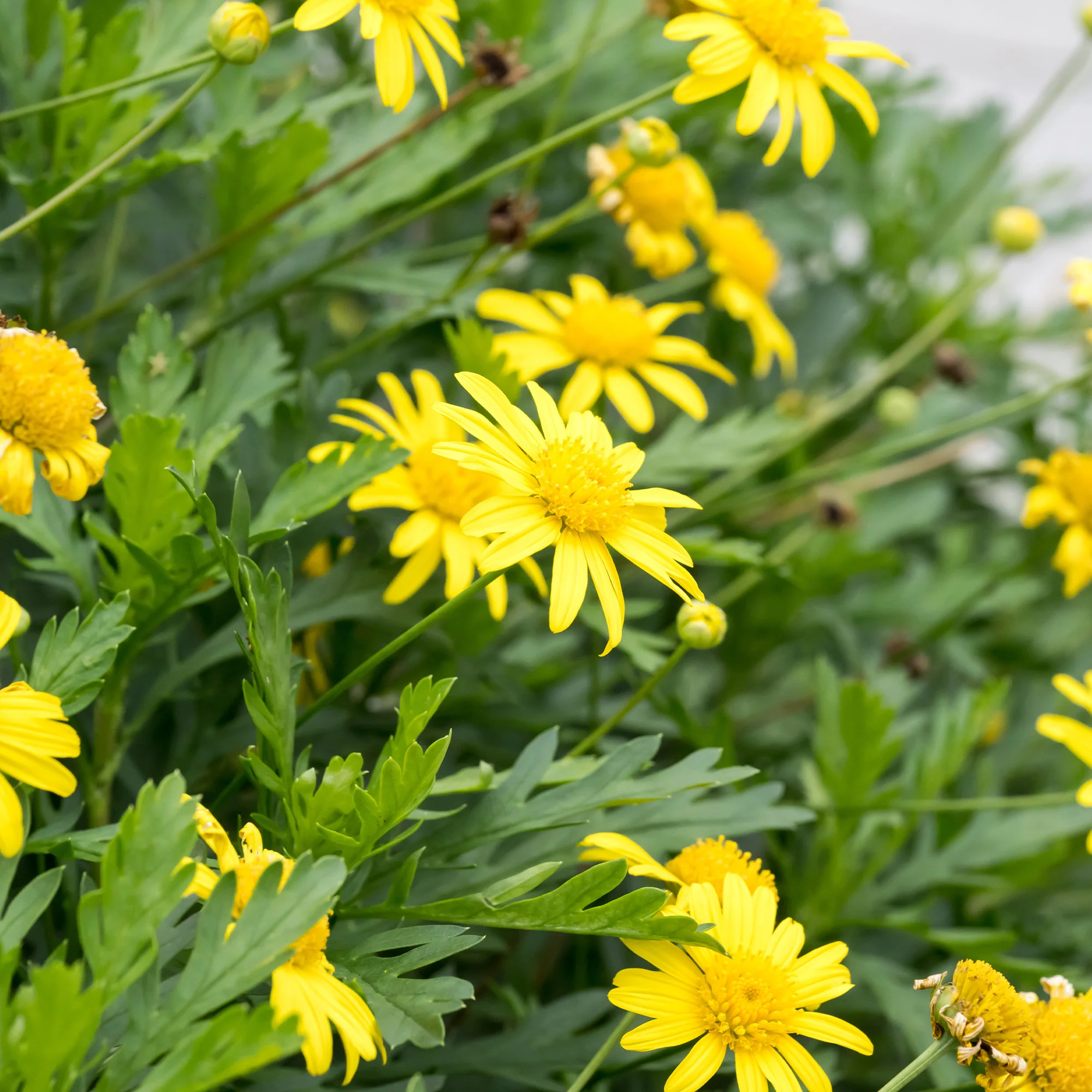 Marguerite de la savane - Euryops - Image 2