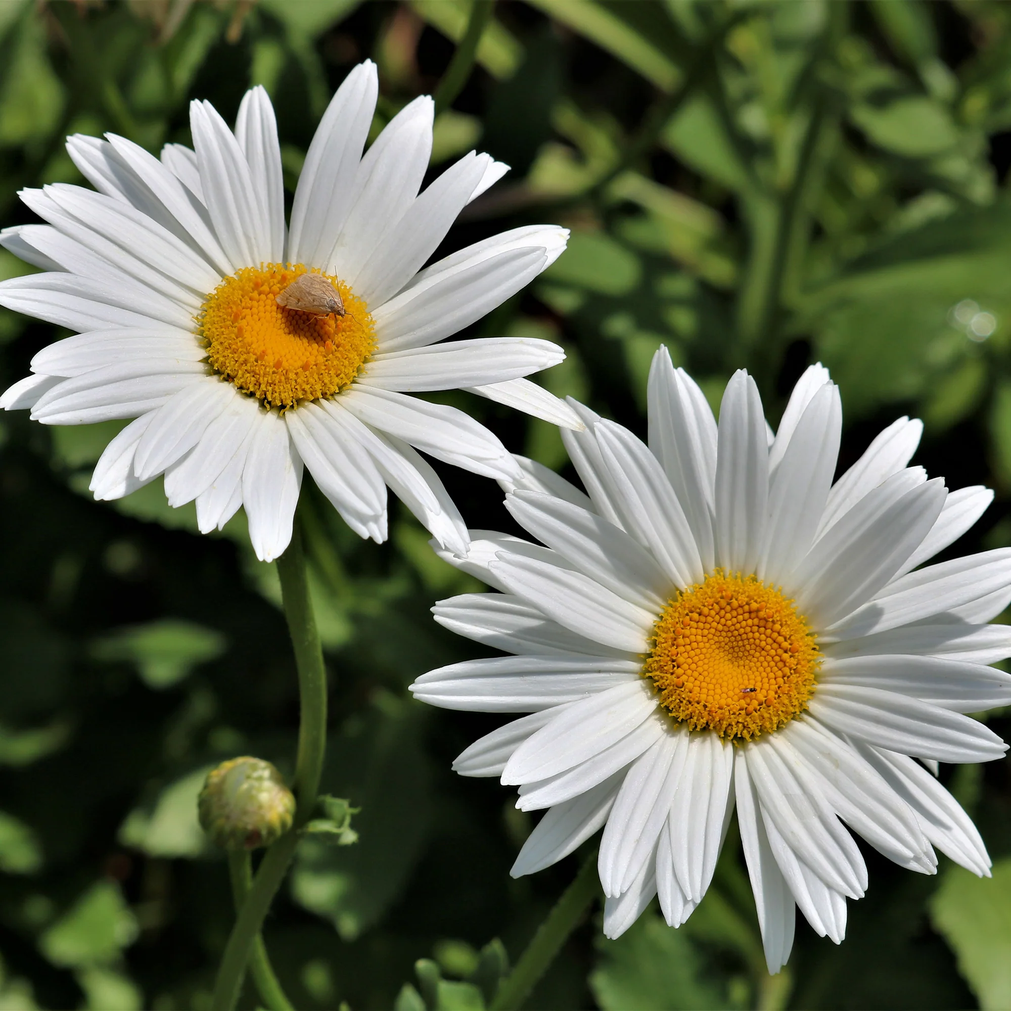 Marguerite d'été - Image 2