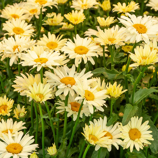 2 Marguerites d'été Banana Cream