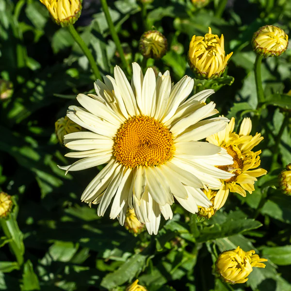 2 Marguerites d'été Banana Cream - Image 2