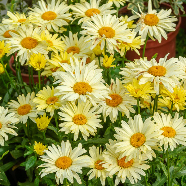 2 Marguerites d'été Banana Cream - Image 3