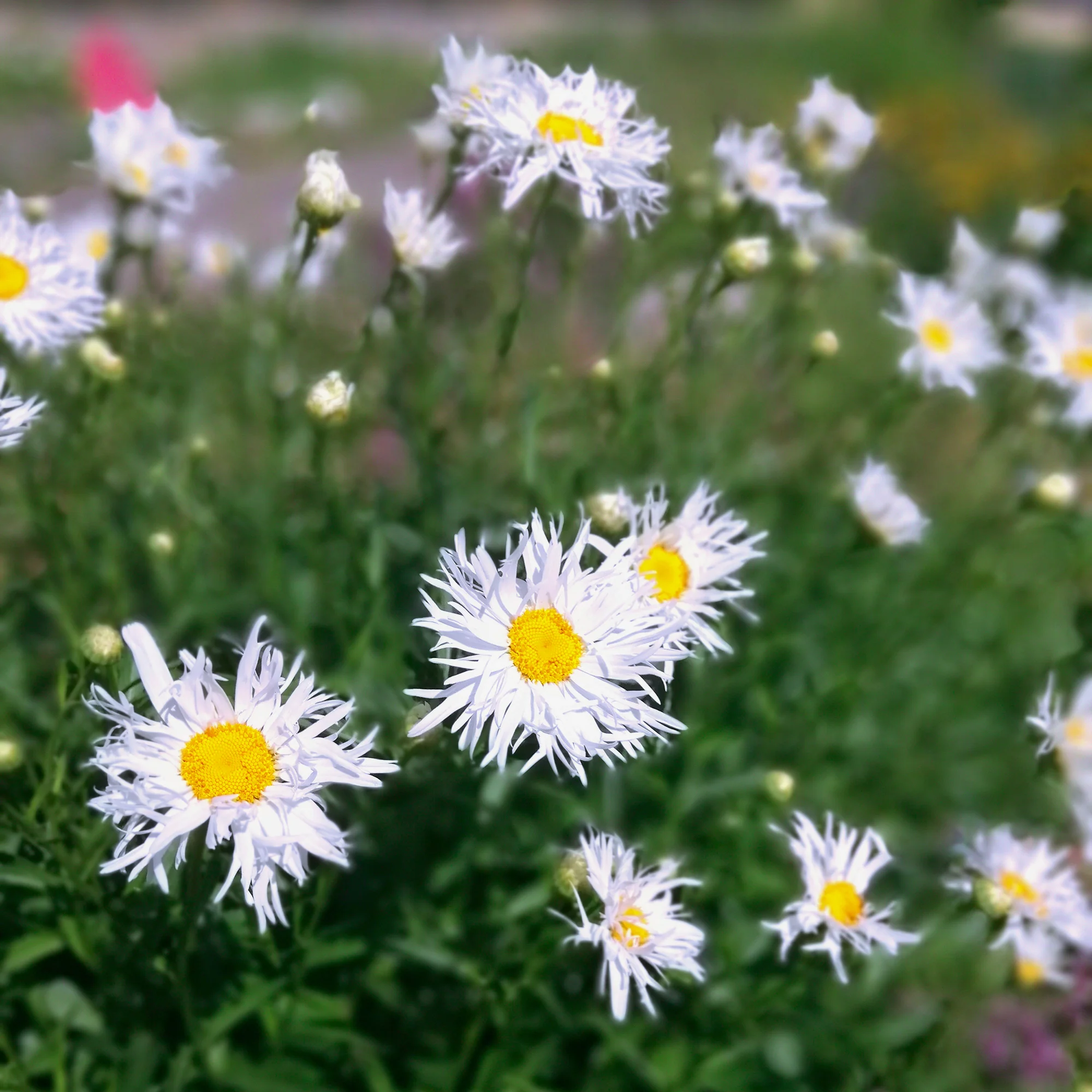 3 Marguerites d'été Old Court - Image 3