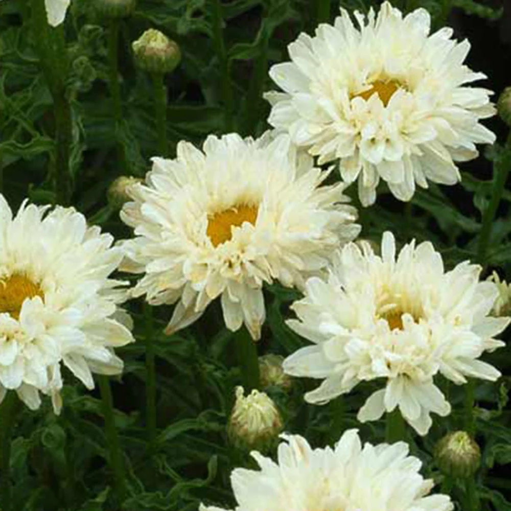 Marguerite d'été Victorian Secret ® - Image 2