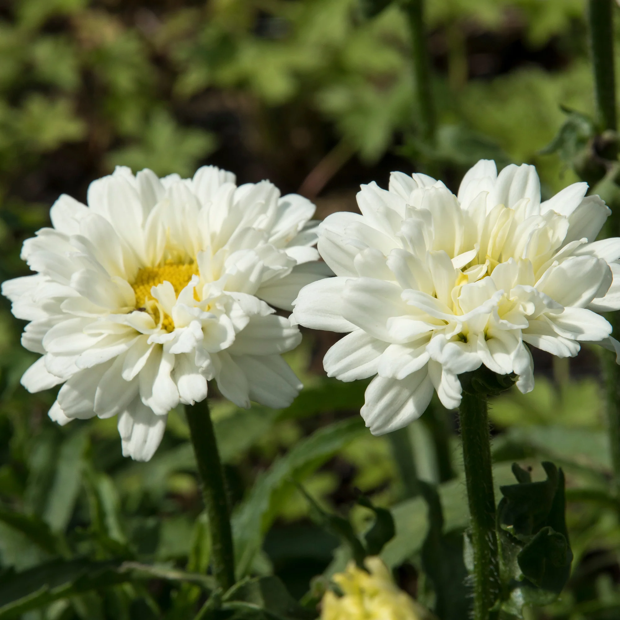 Marguerite d'été Victorian Secret ® - Image 3