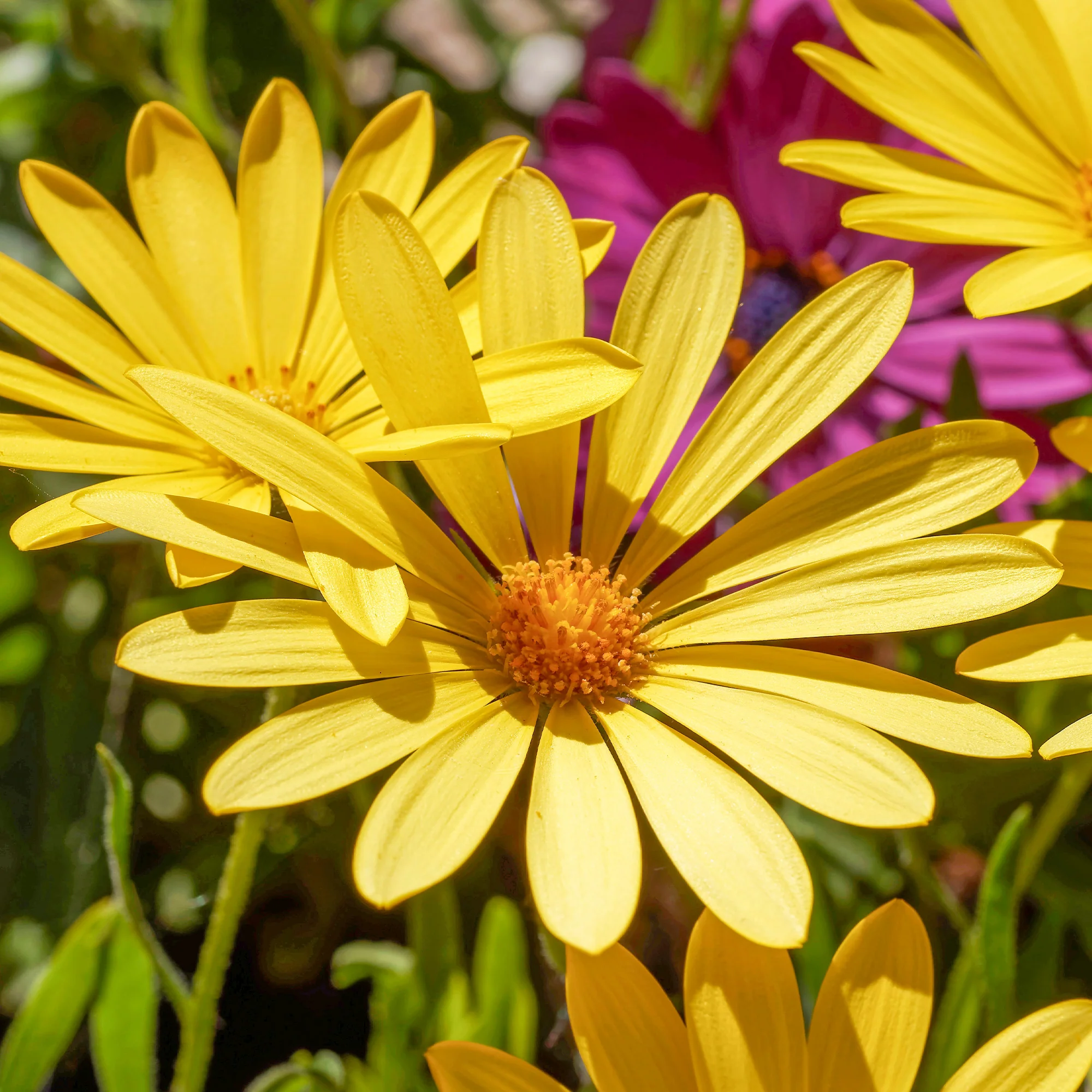 Marguerite du Cap jaune - Oestospermum - Image 2