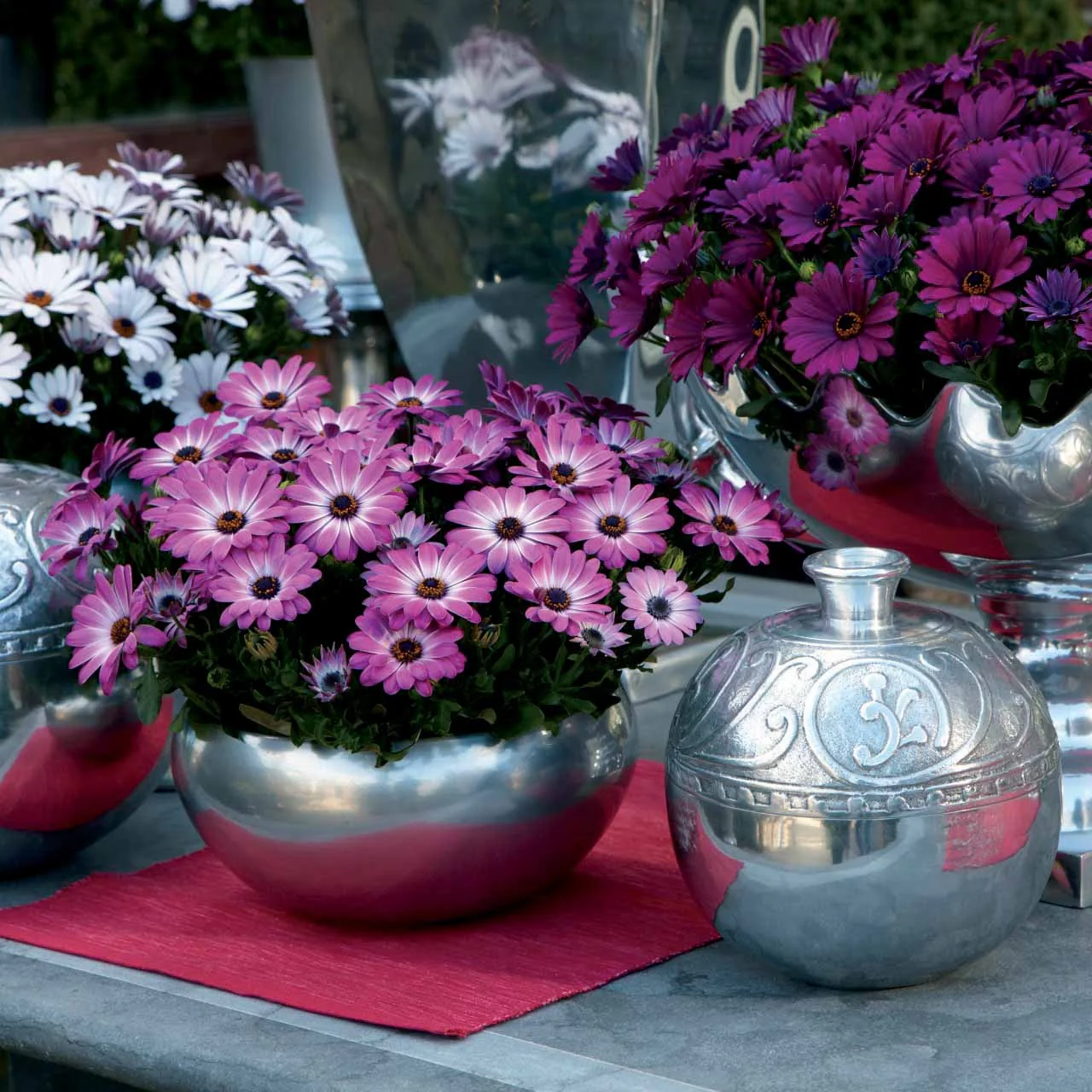 3 Marguerites du Cap Pink flave - Image 3