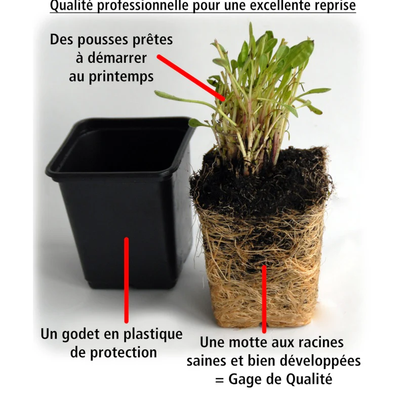 3 Marguerites du Cap Pink flave - Image 4