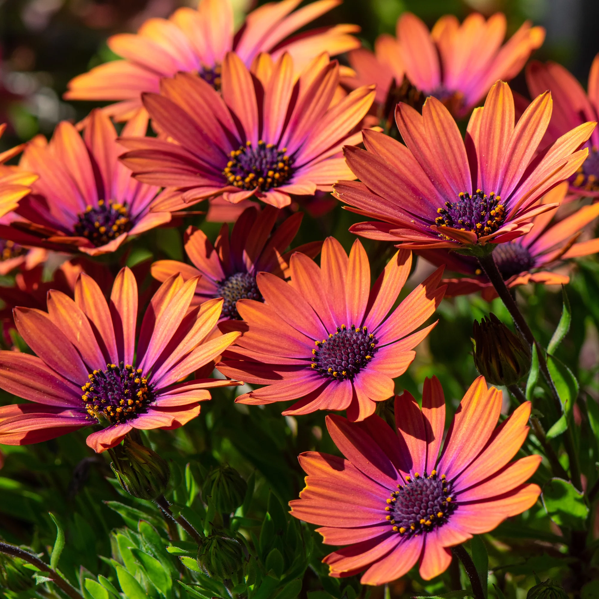 Marguerite du Cap Purple Sun - Osteospermum - Image 2
