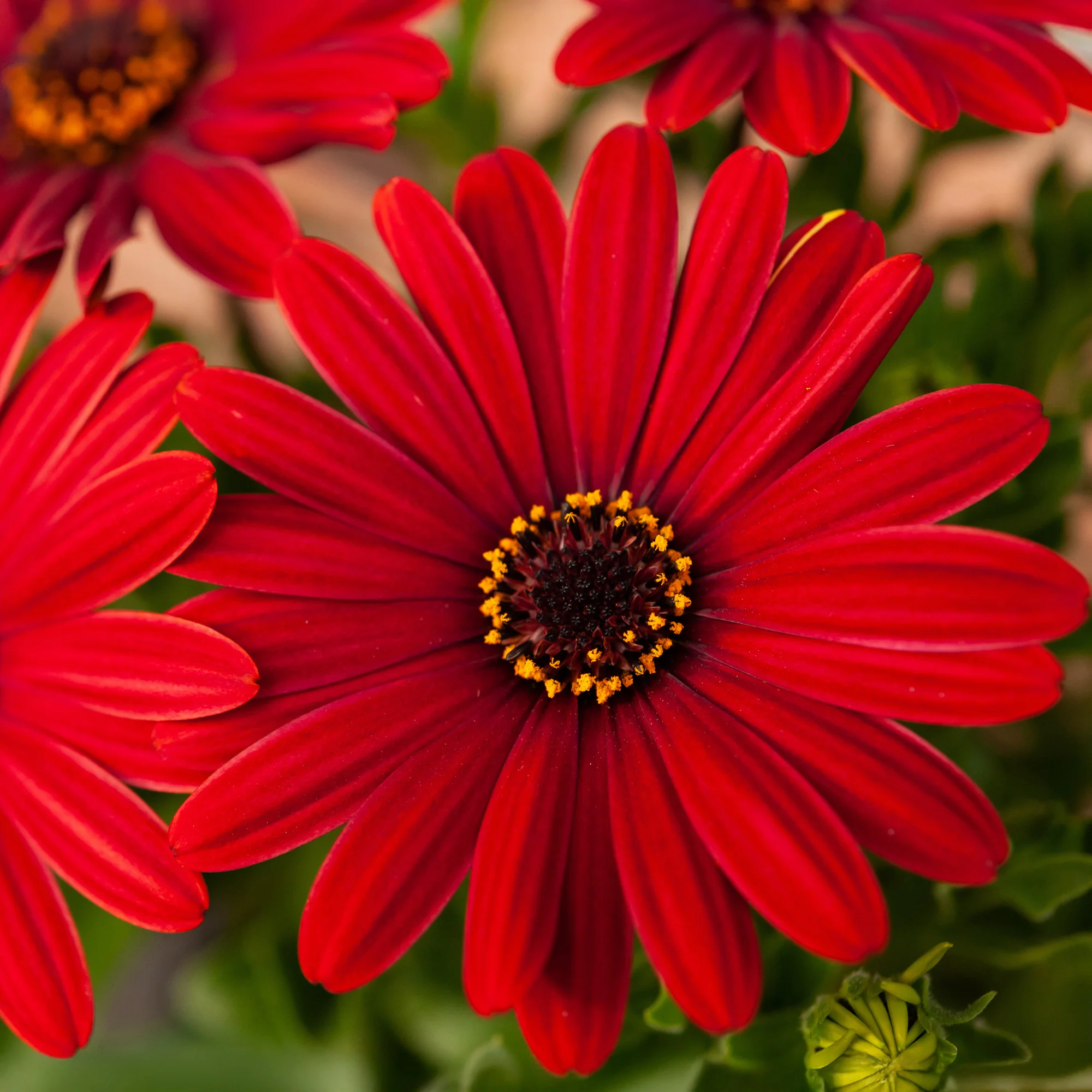 Marguerite du Cap rouge - Oestospermum - Image 2