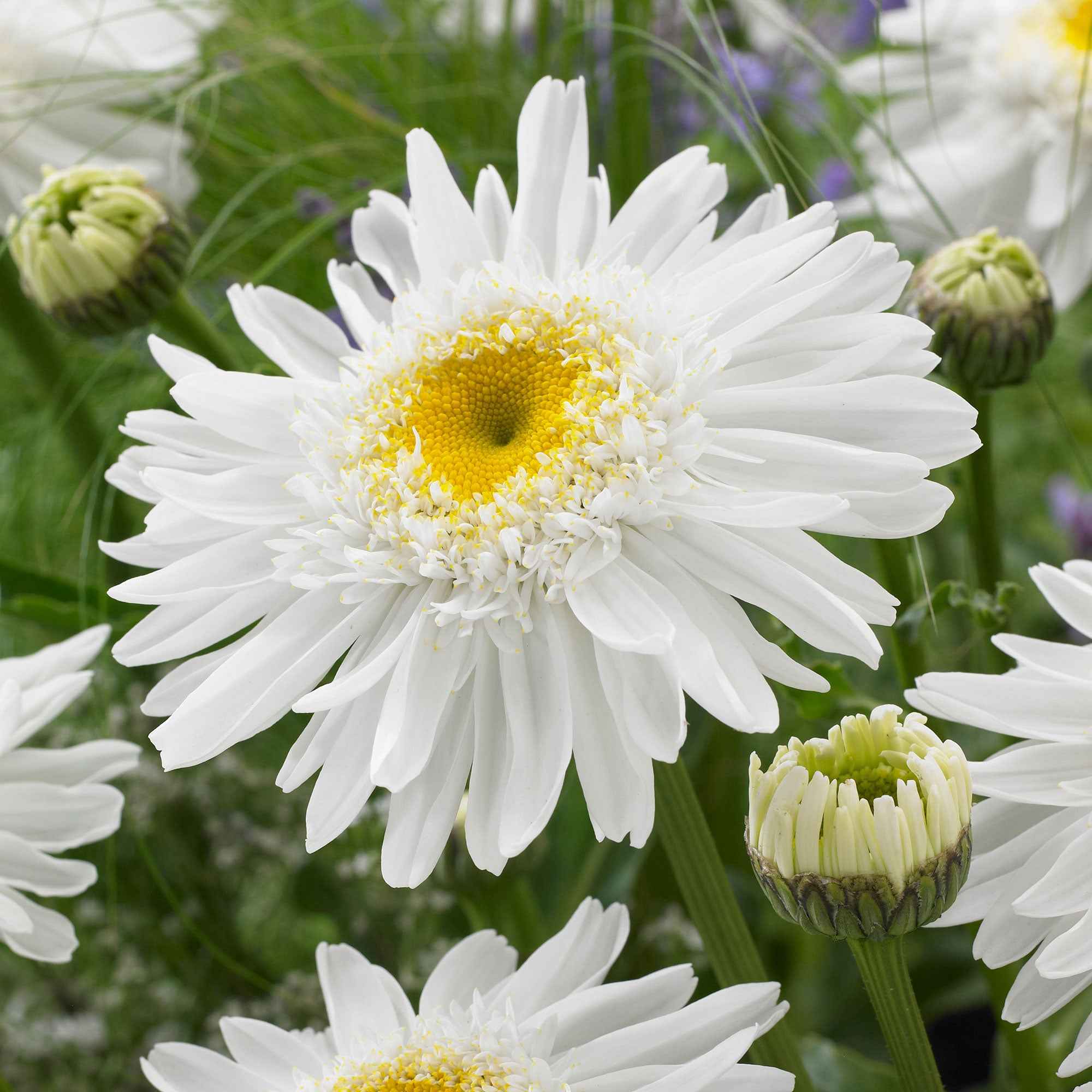 Marguerite 'Wirral Supreme' - Image 3
