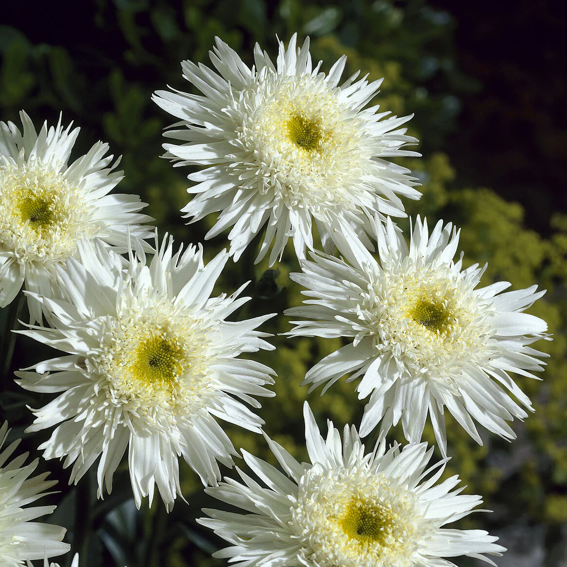 Marguerite 'Wirral Supreme' - Image 5