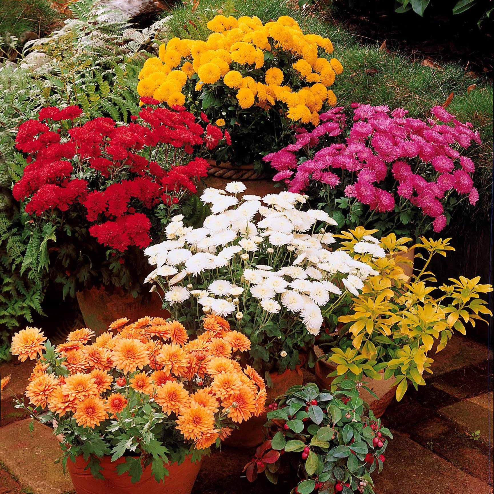 3 Marguerites d'automne en mélange
