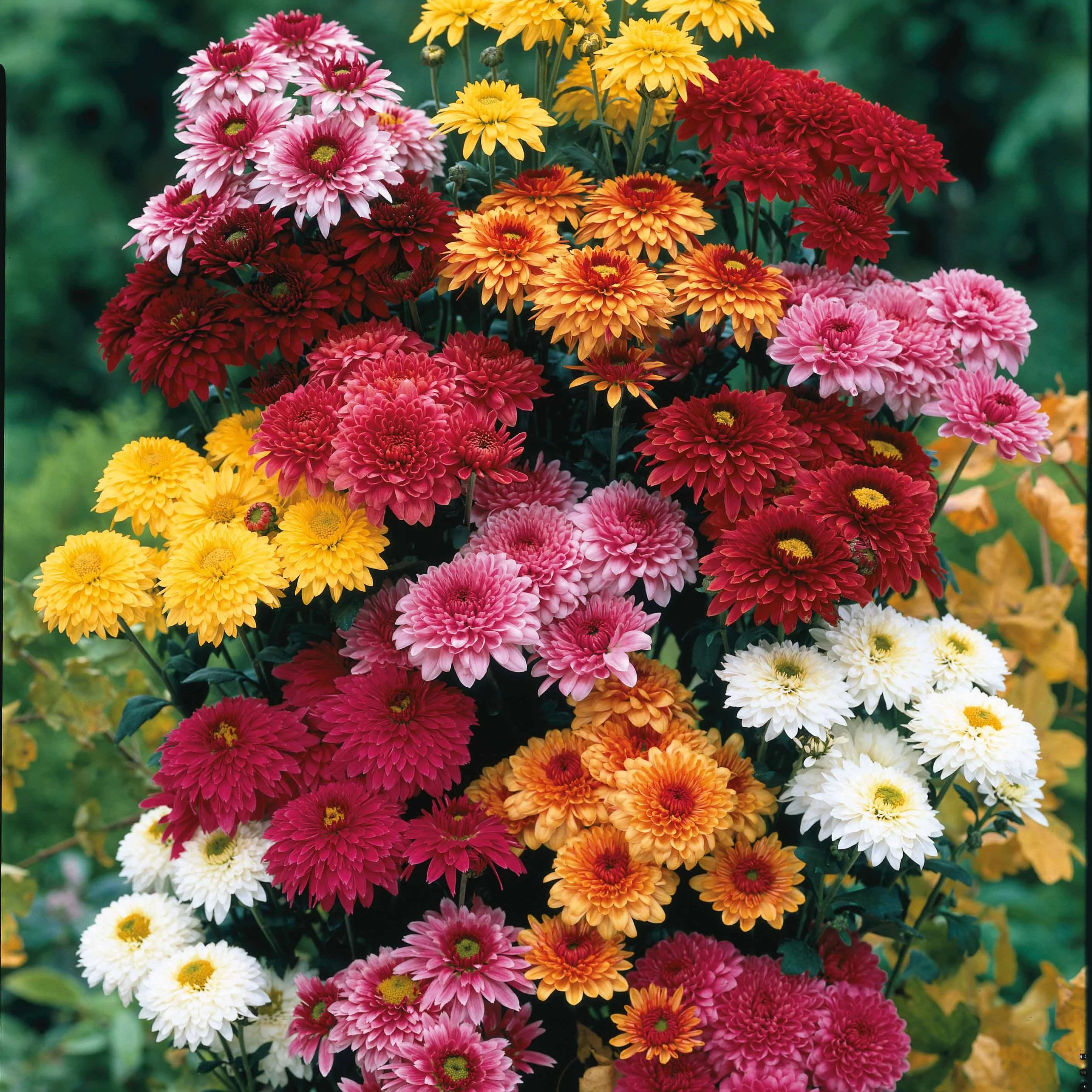 3 Marguerites d'automne en mélange - Image 2