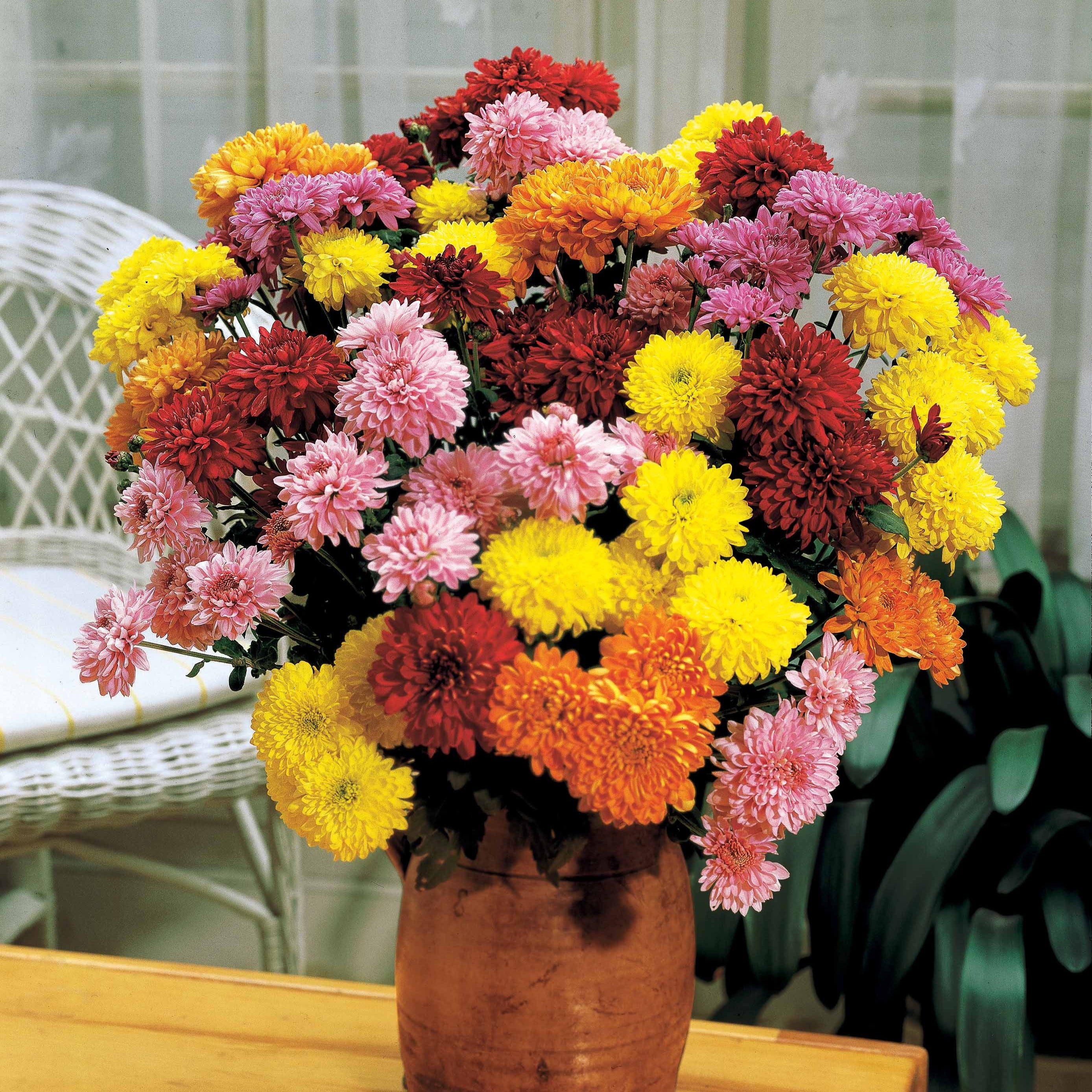 3 Marguerites d'automne en mélange - Image 3