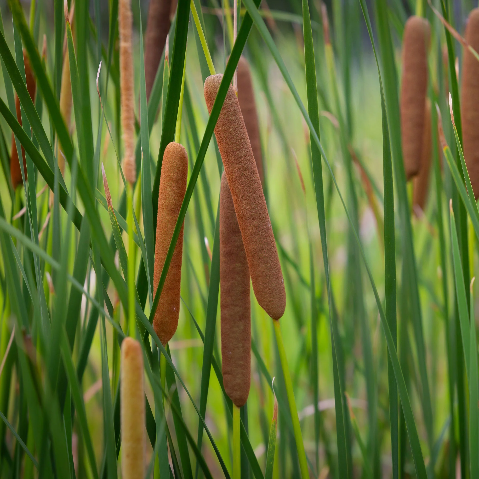 Massette à feuilles étroites - Image 3