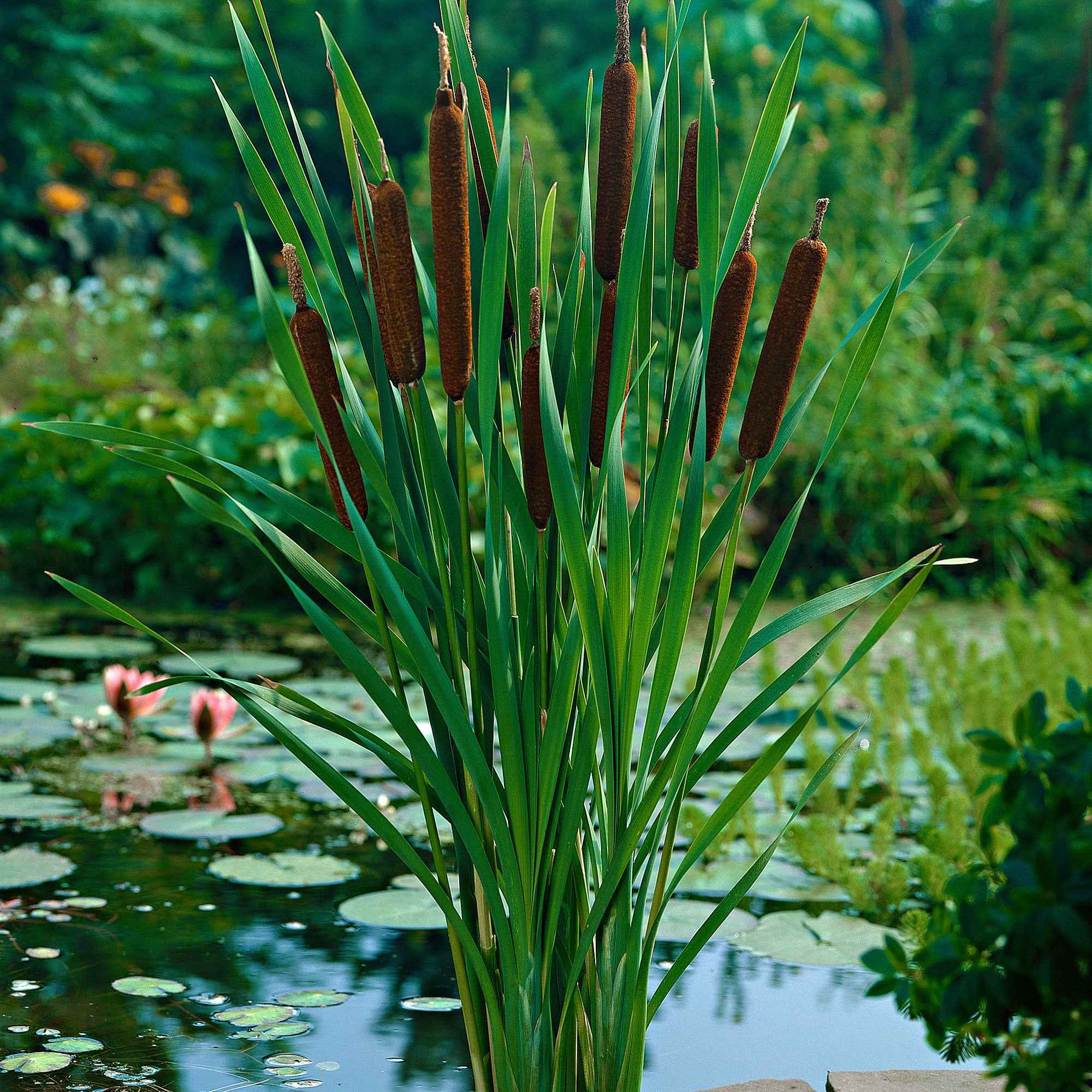 Massette à feuilles étroites - Image 7