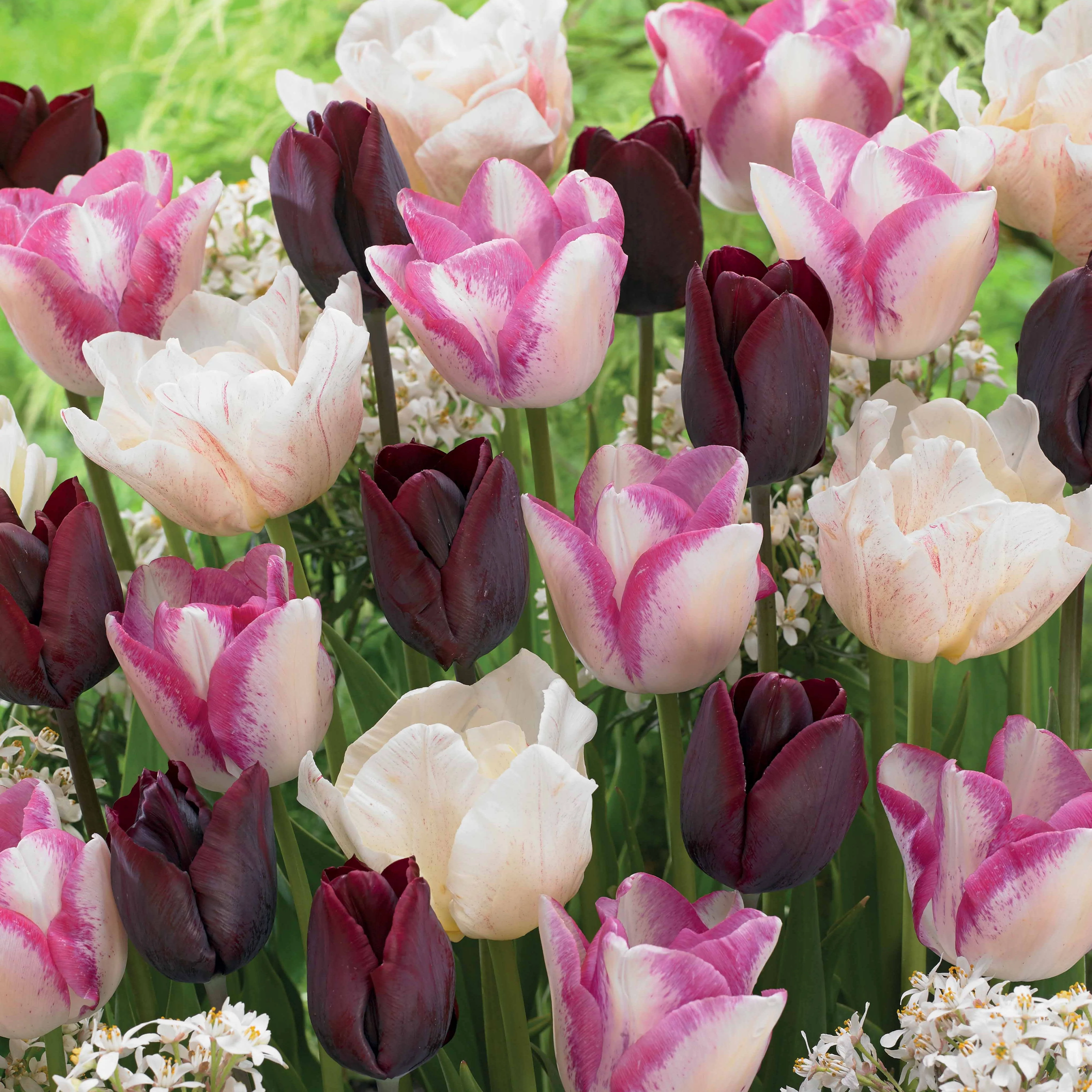 15 Tulipes longues tiges : Silk Road, Del Piero, Ronaldo en mélange