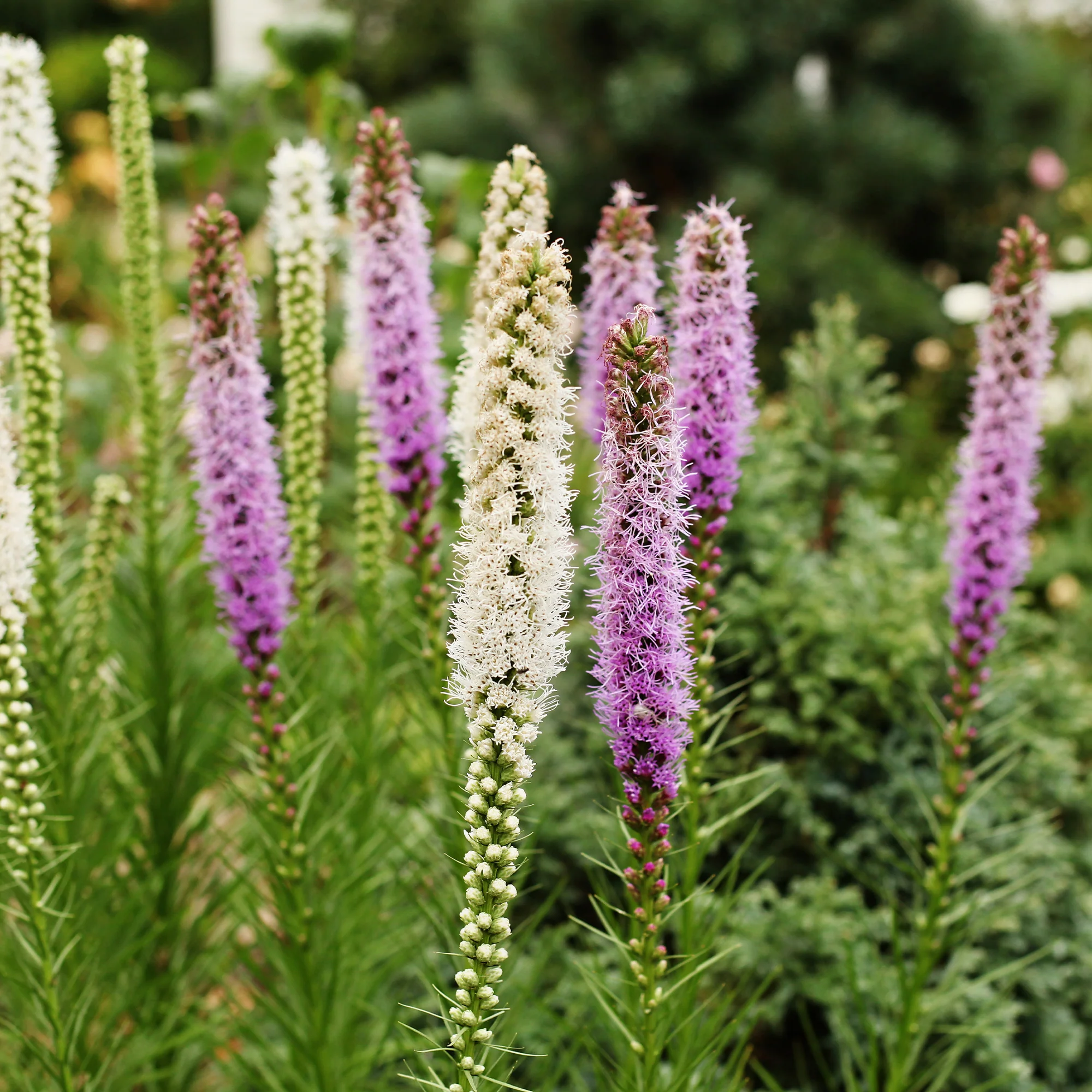 Massif de 50 plantes vivaces assorties - Superficie environ 6 m² - Image 3