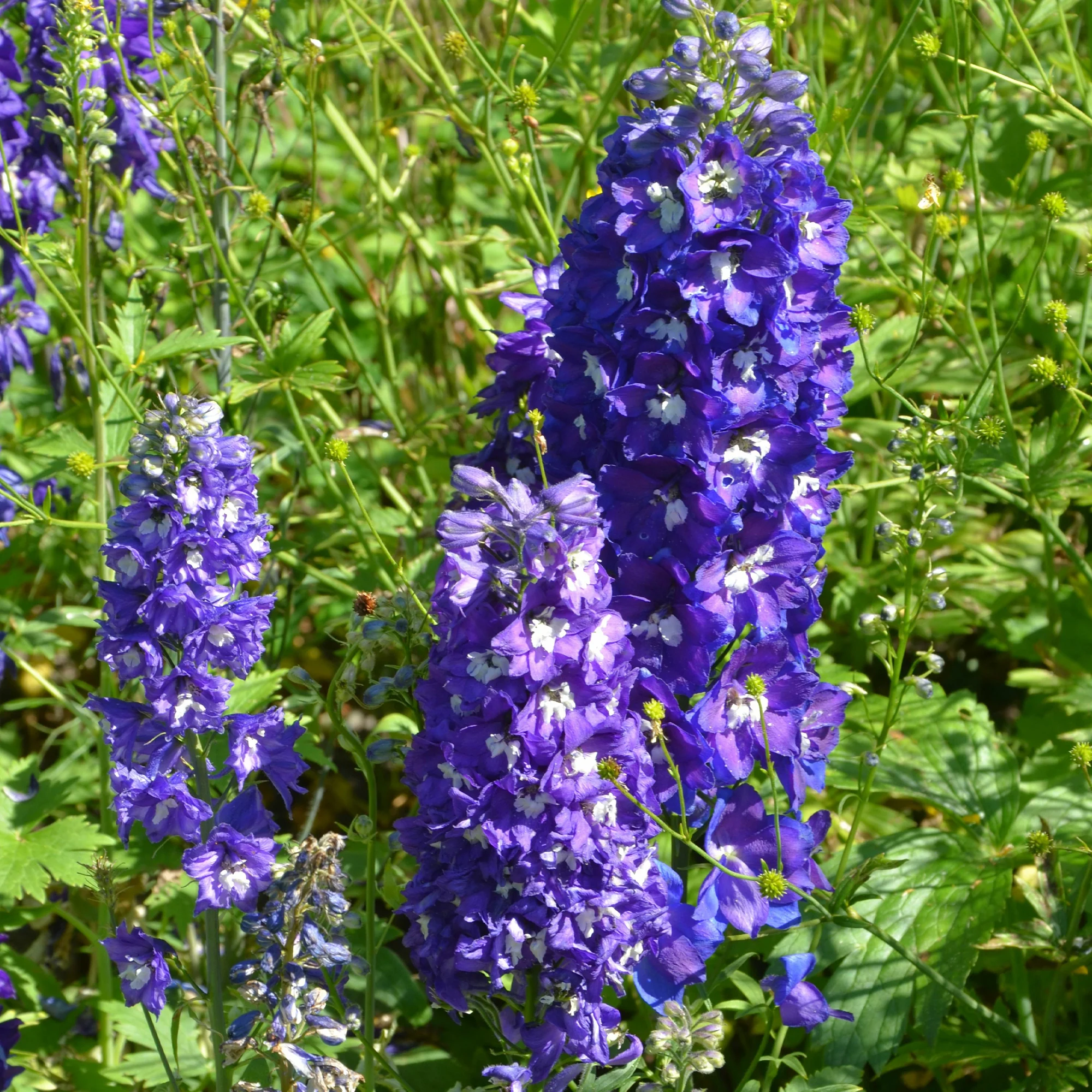 Massif de 50 plantes vivaces assorties - Superficie environ 6 m² - Image 4
