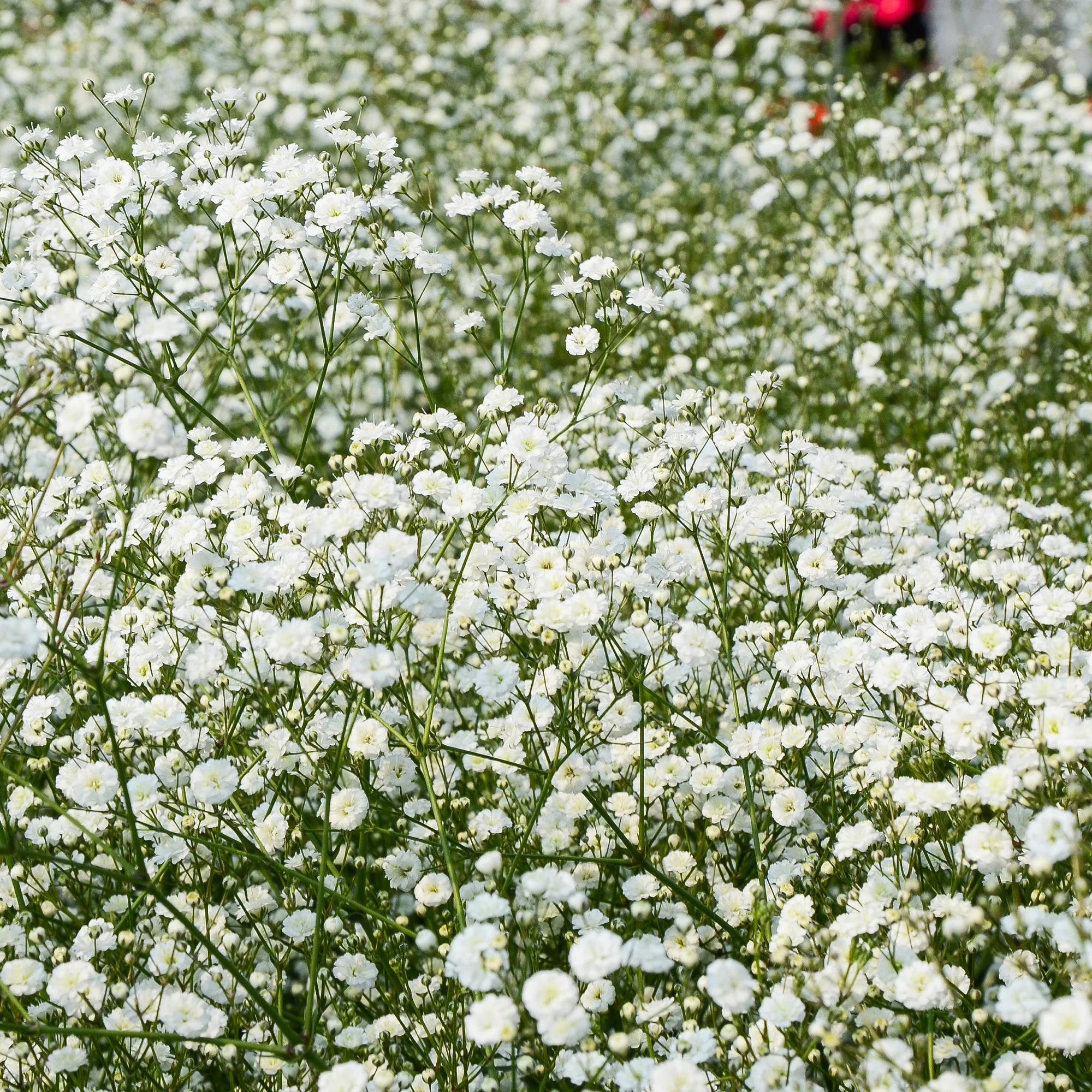 Massif de 50 plantes vivaces assorties - Superficie environ 6 m² - Image 6
