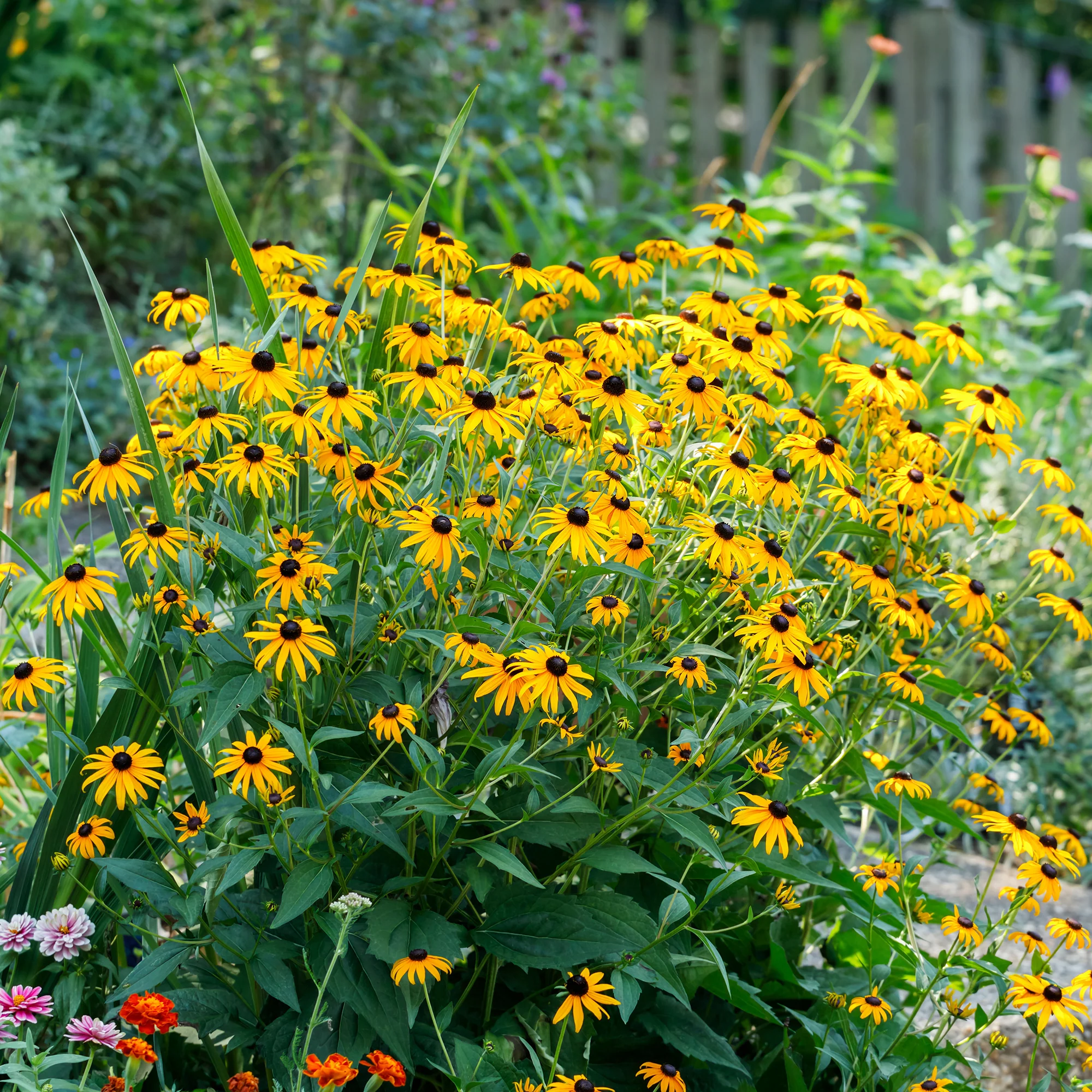 Massif de 50 plantes vivaces assorties - Superficie environ 6 m² - Image 9