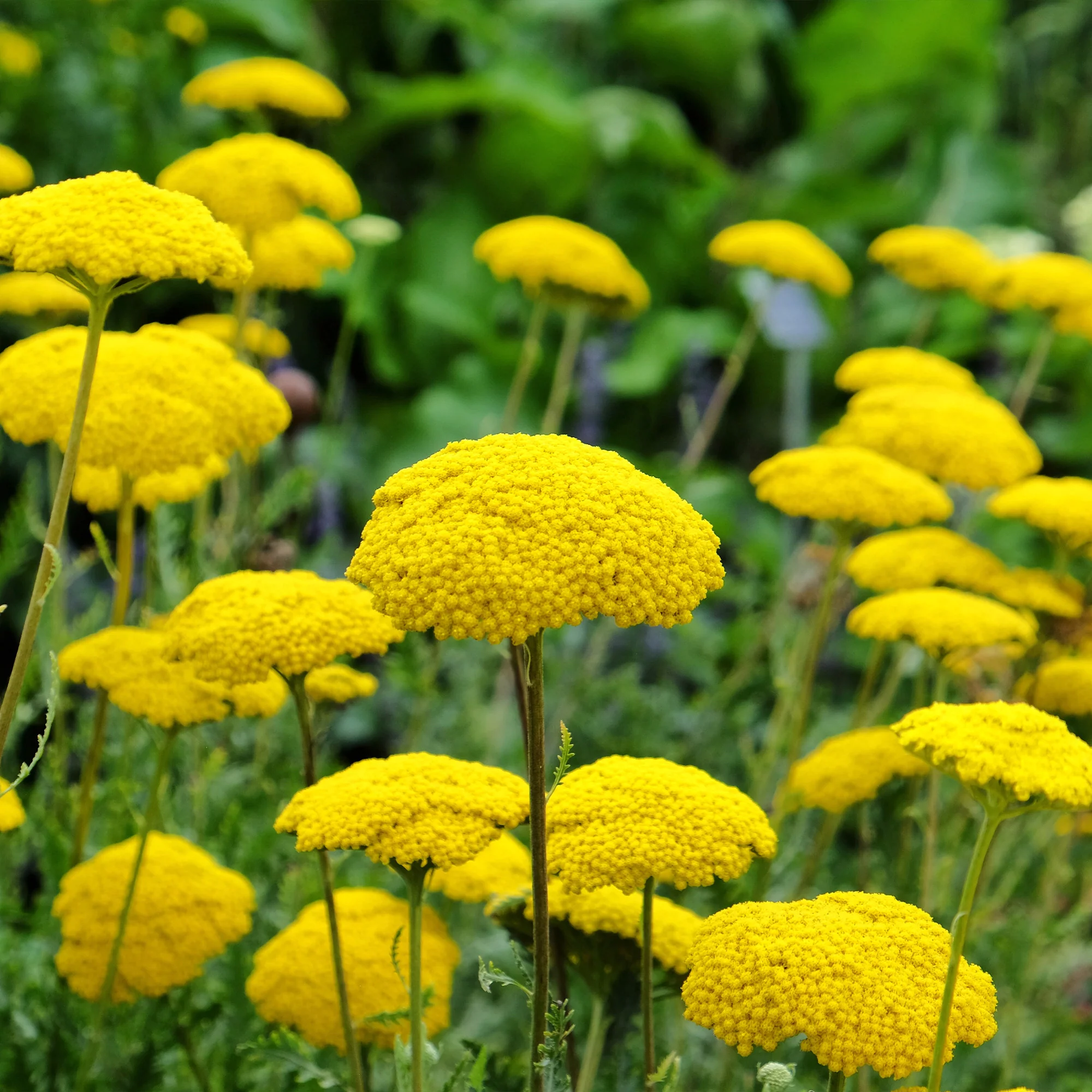 Massif fleuri facile - 8 plantes vivaces - Superficie env. 1,5 m² - Image 3