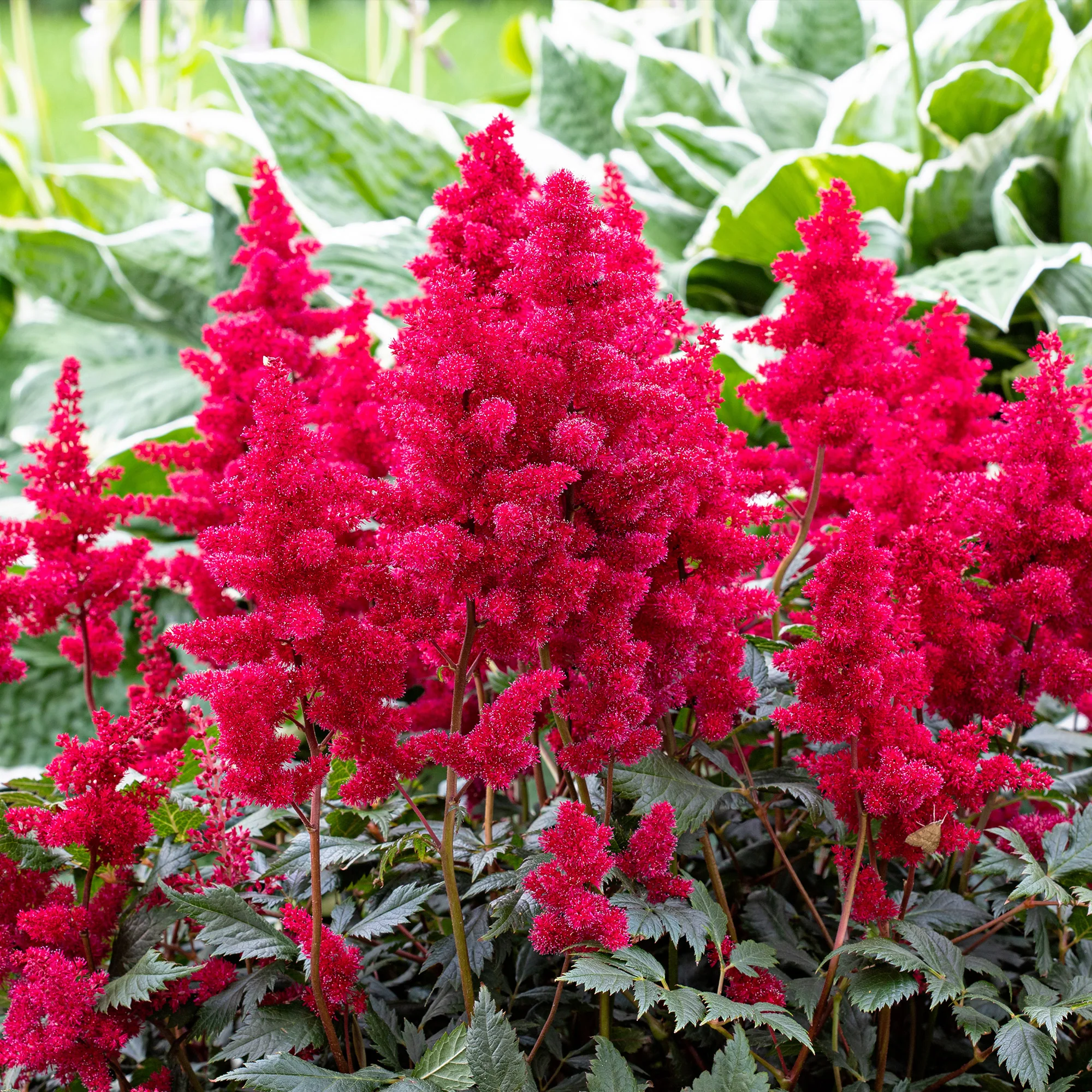 Massif fleuri facile - 8 plantes vivaces - Superficie env. 1,5 m² - Image 6