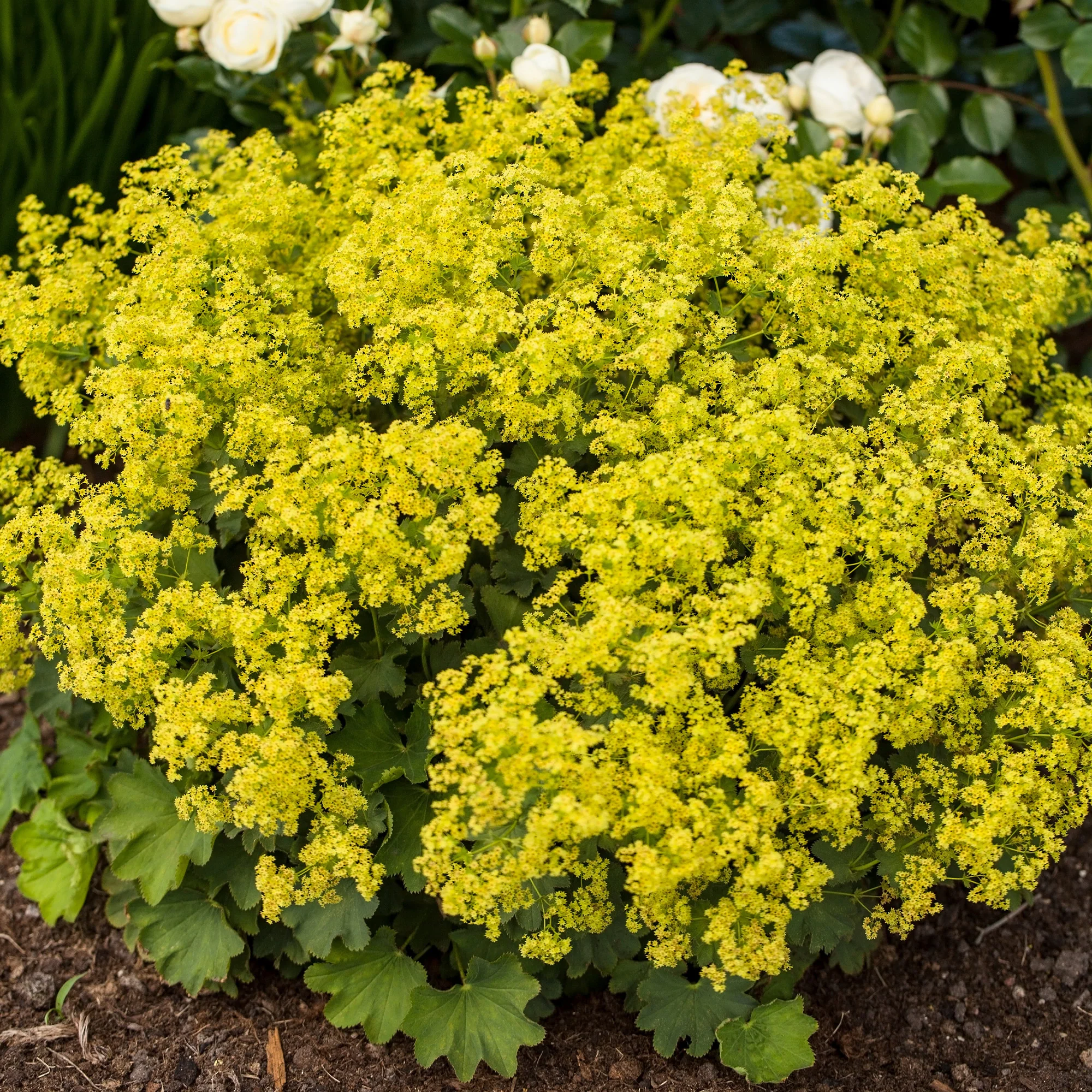 Massif fleuri facile - 8 plantes vivaces - Superficie env. 1,5 m² - Image 8