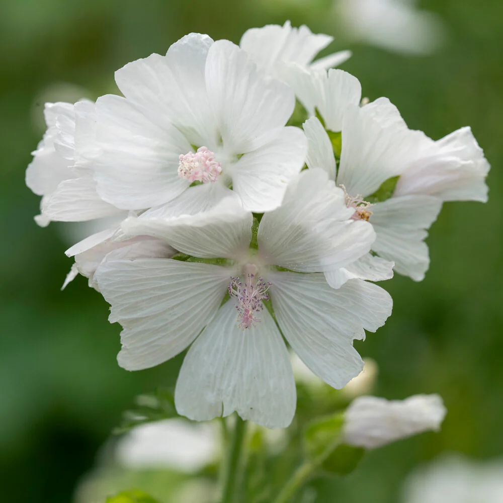 Mauve musquée blanche - Image 2
