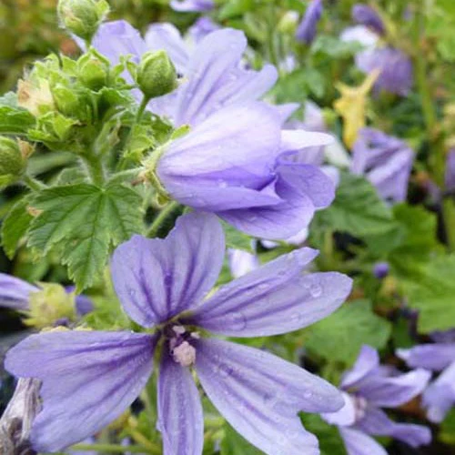 Mauve d'Alger