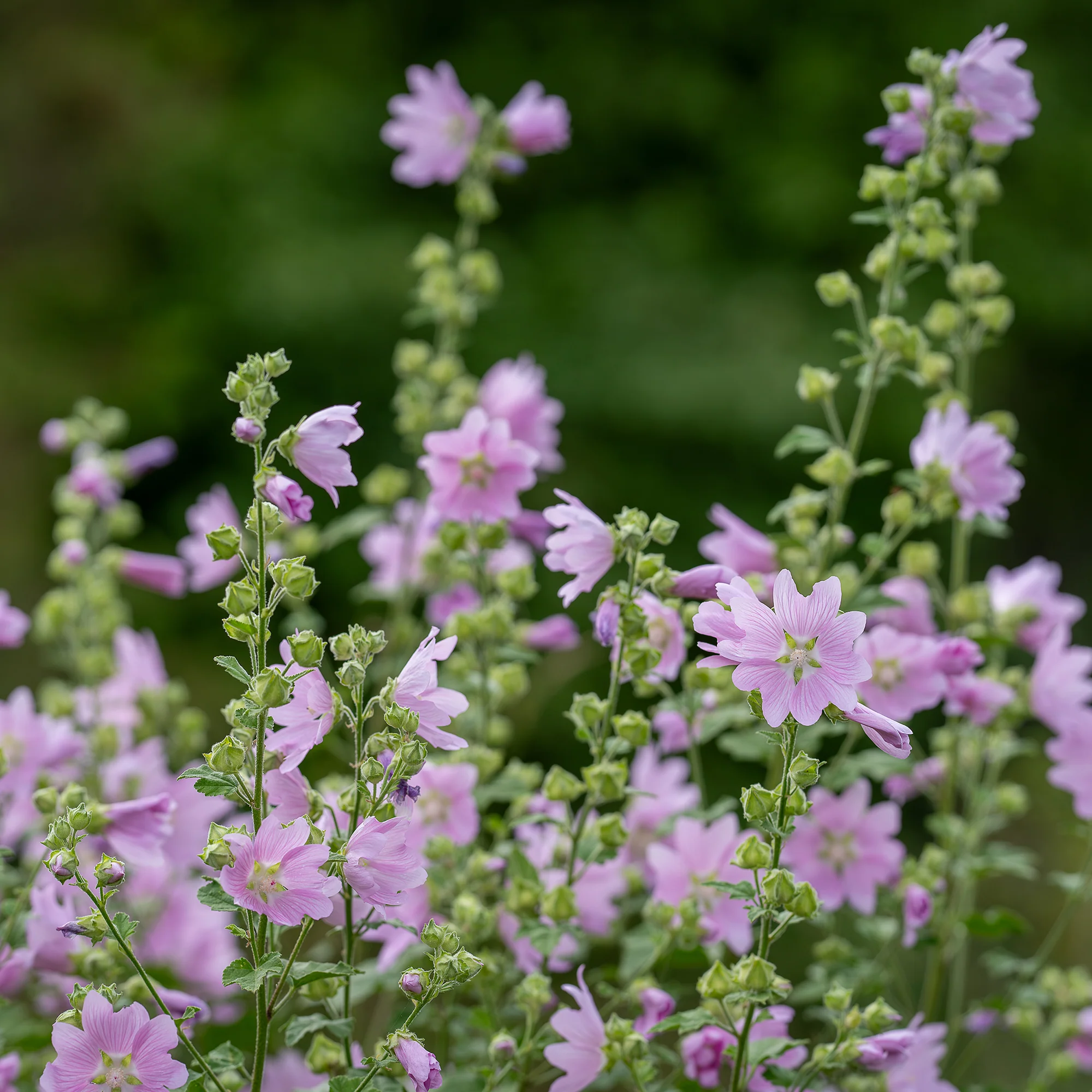 Mauve musquée Rosea - Image 2