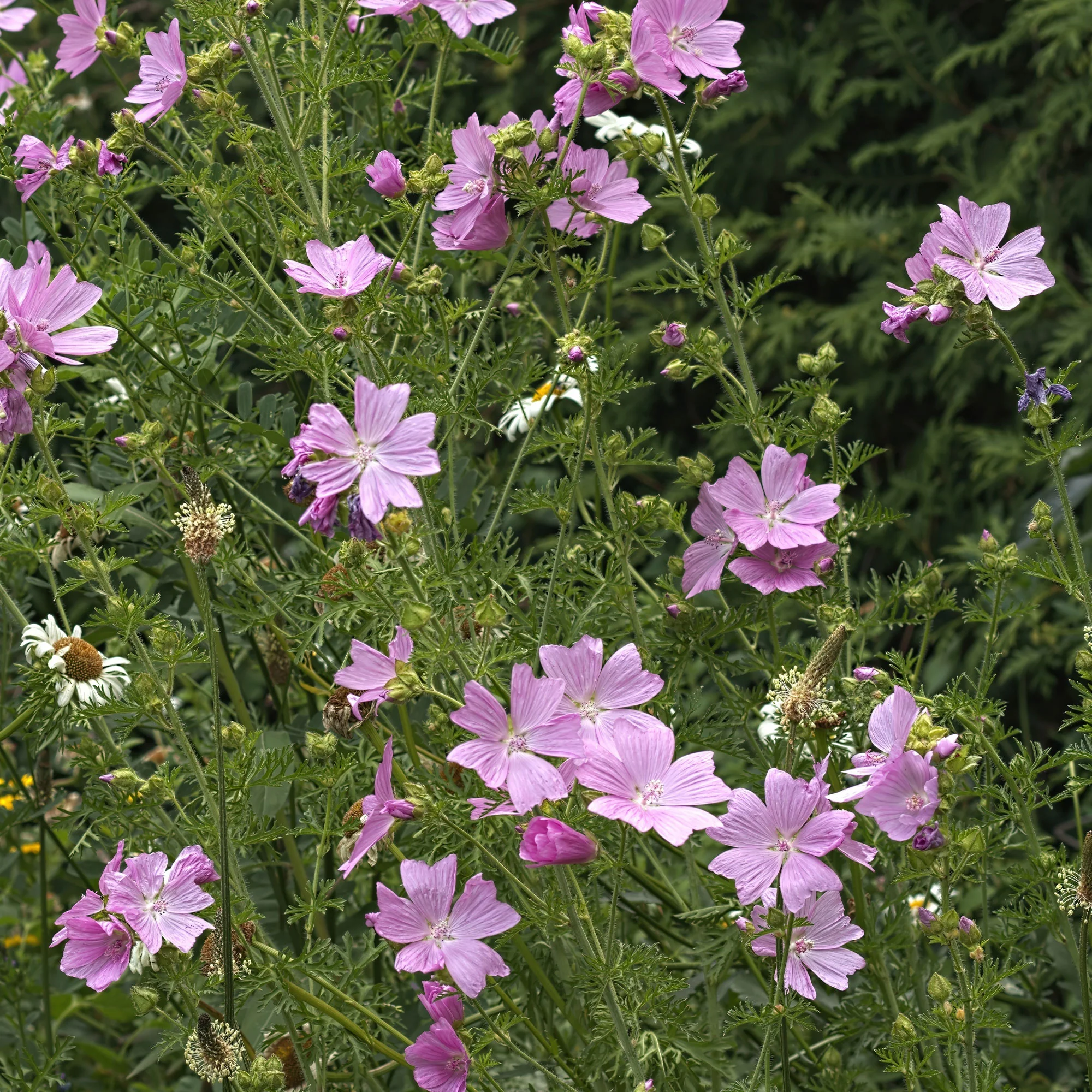 Mauve musquée Rosea - Image 3