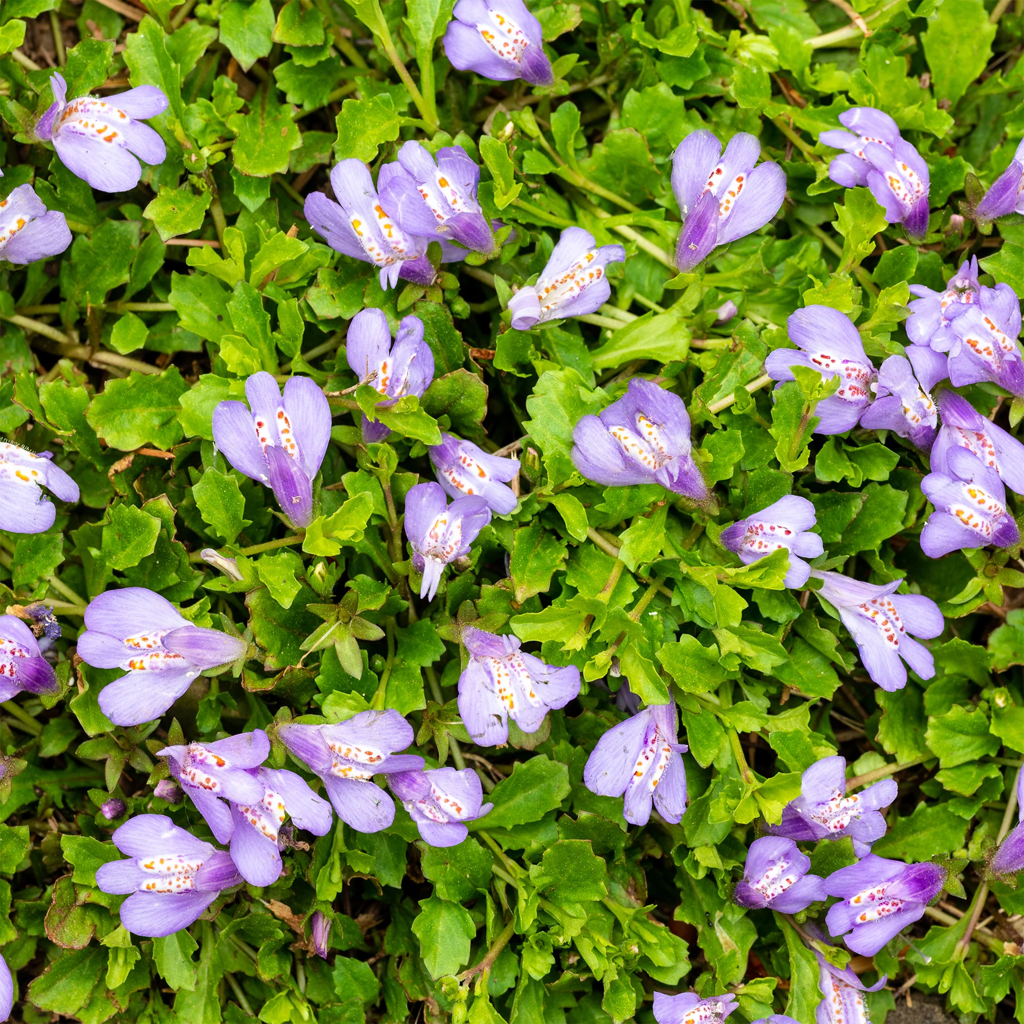 Mazus reptans Blue - Image 2