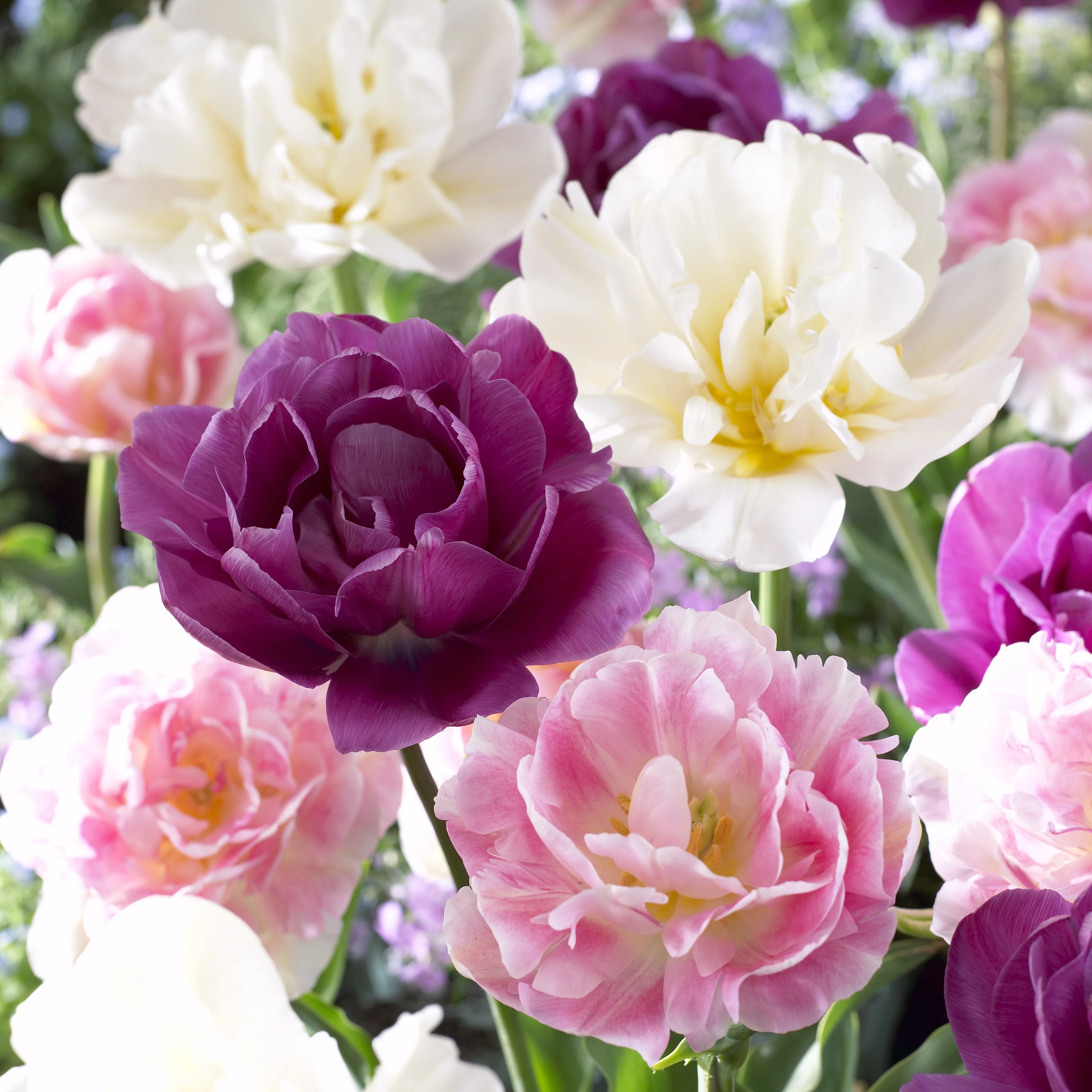 Mélange de 10 tulipes Sensation