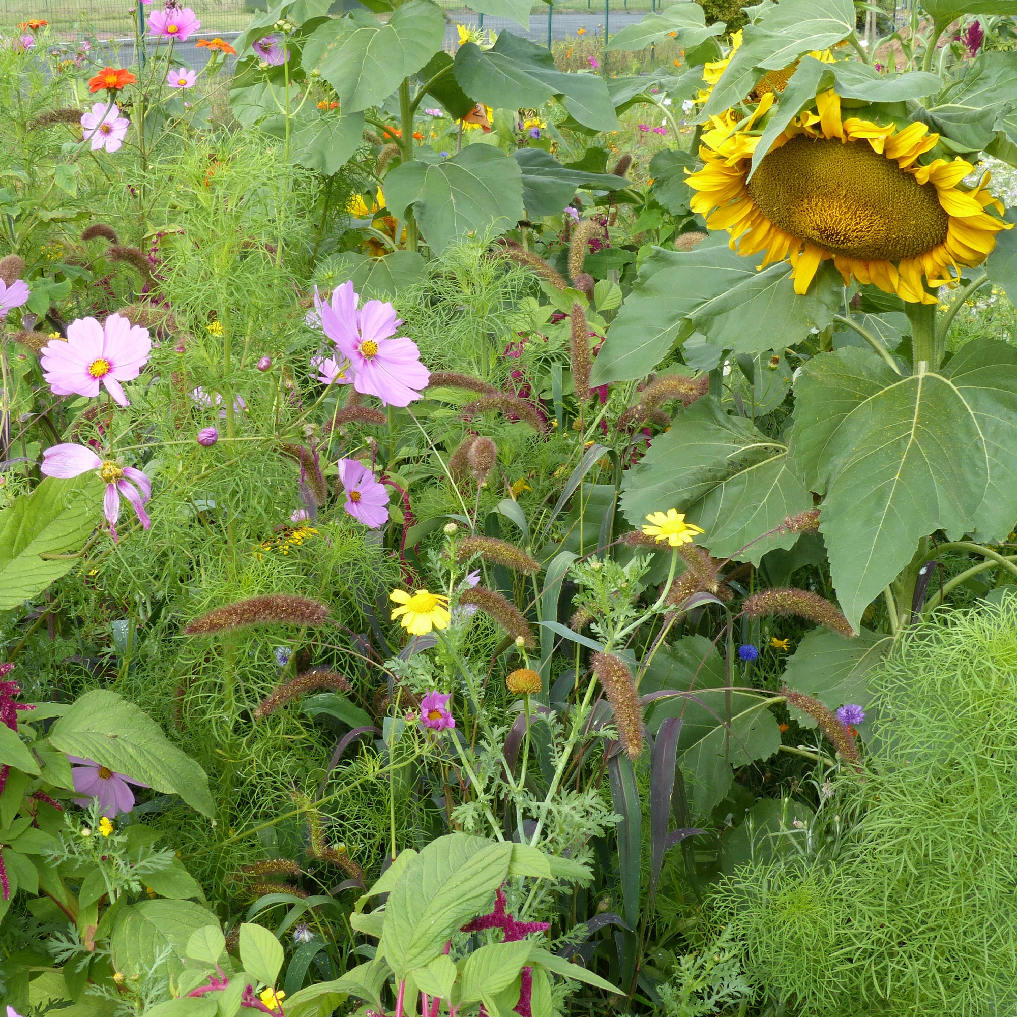 Mélange de fleurs spécial oiseaux