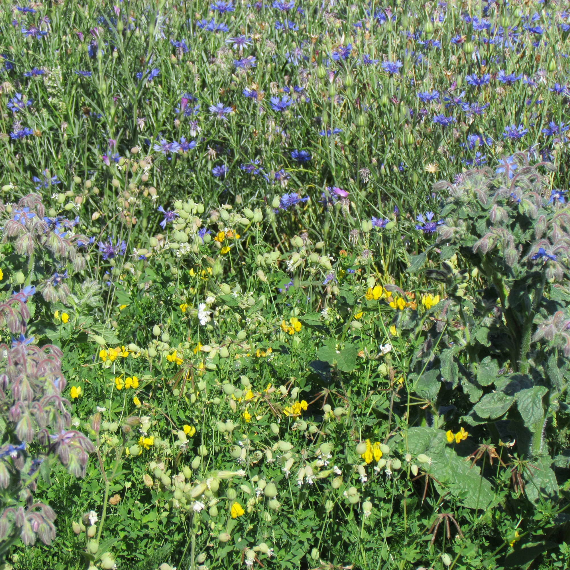 Mélange de fleurs "tout-terrain"