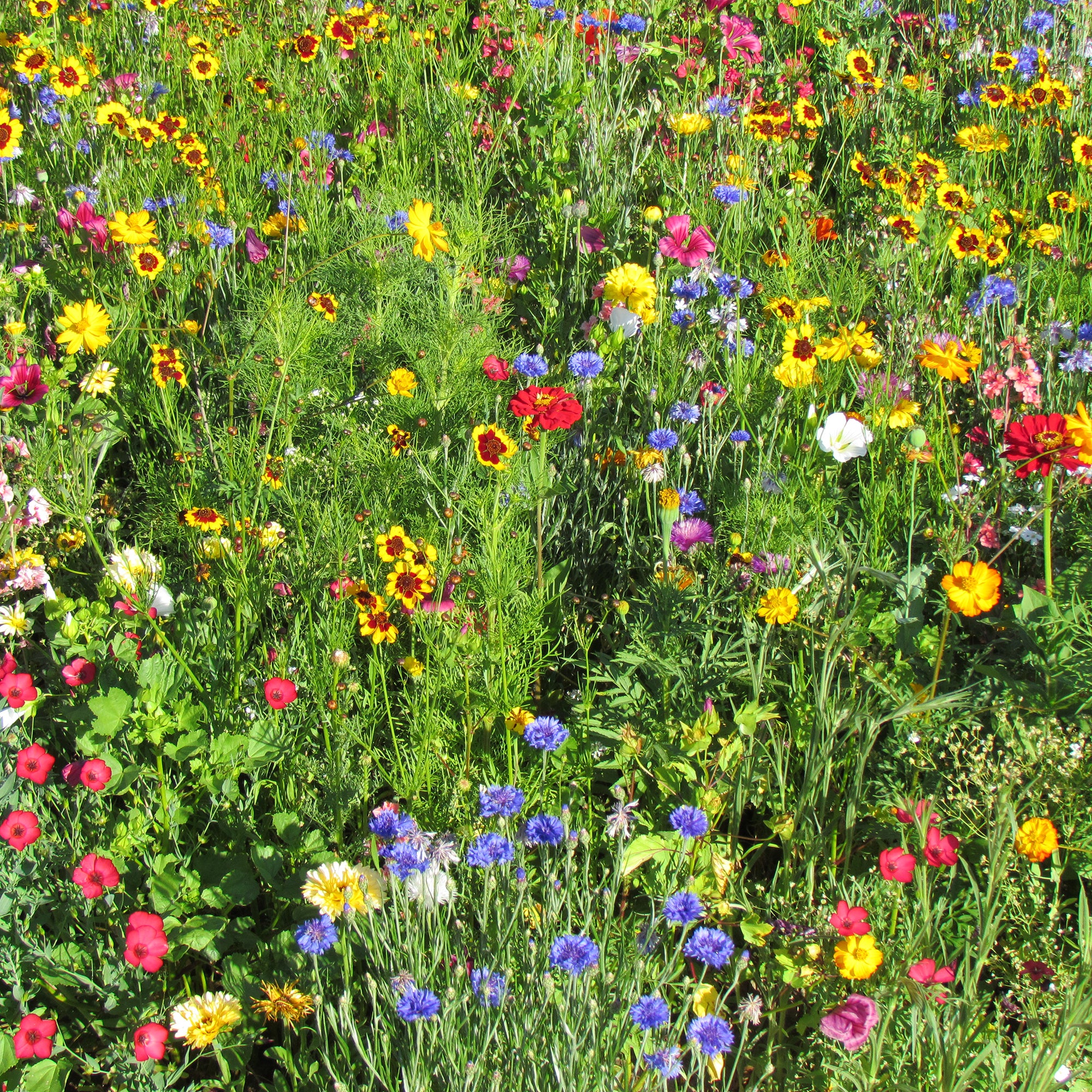 Mélange estival multicolore