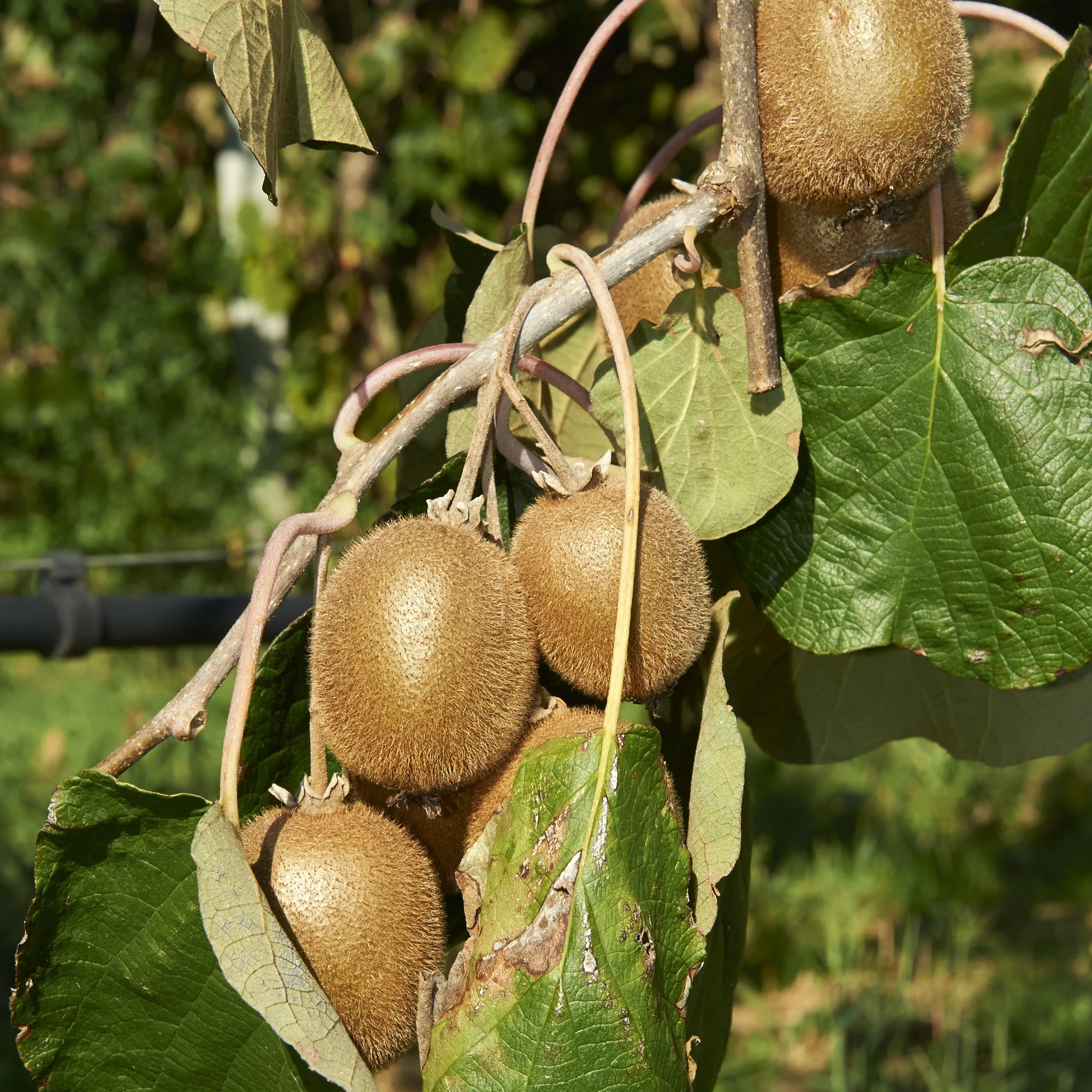 Collection de 3 fruitiers d'été : Figuier, Mûrier, Kiwi - Image 4